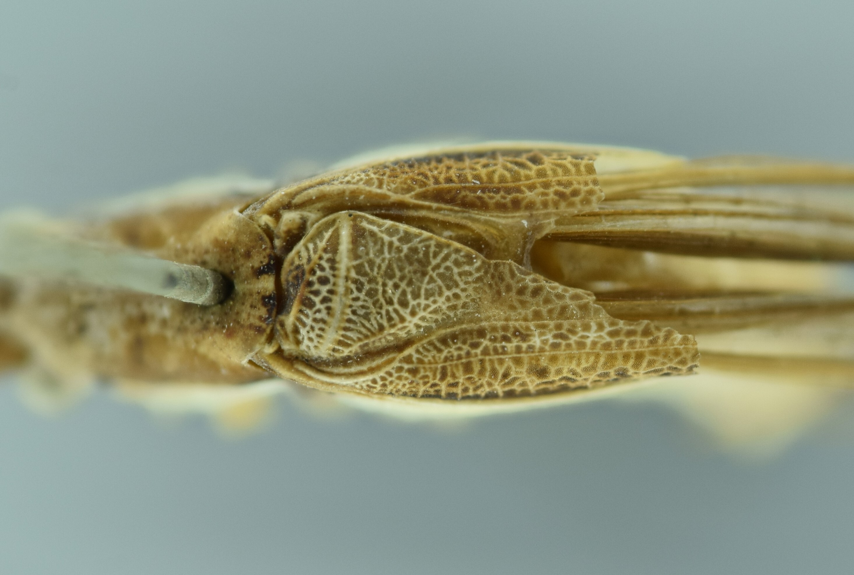 CollectionObject 1475831; 0a77d561-8028-4460-a374-9109e94ffc87: male stridulatory area, dorsal view (syntype). (CollectionObject).