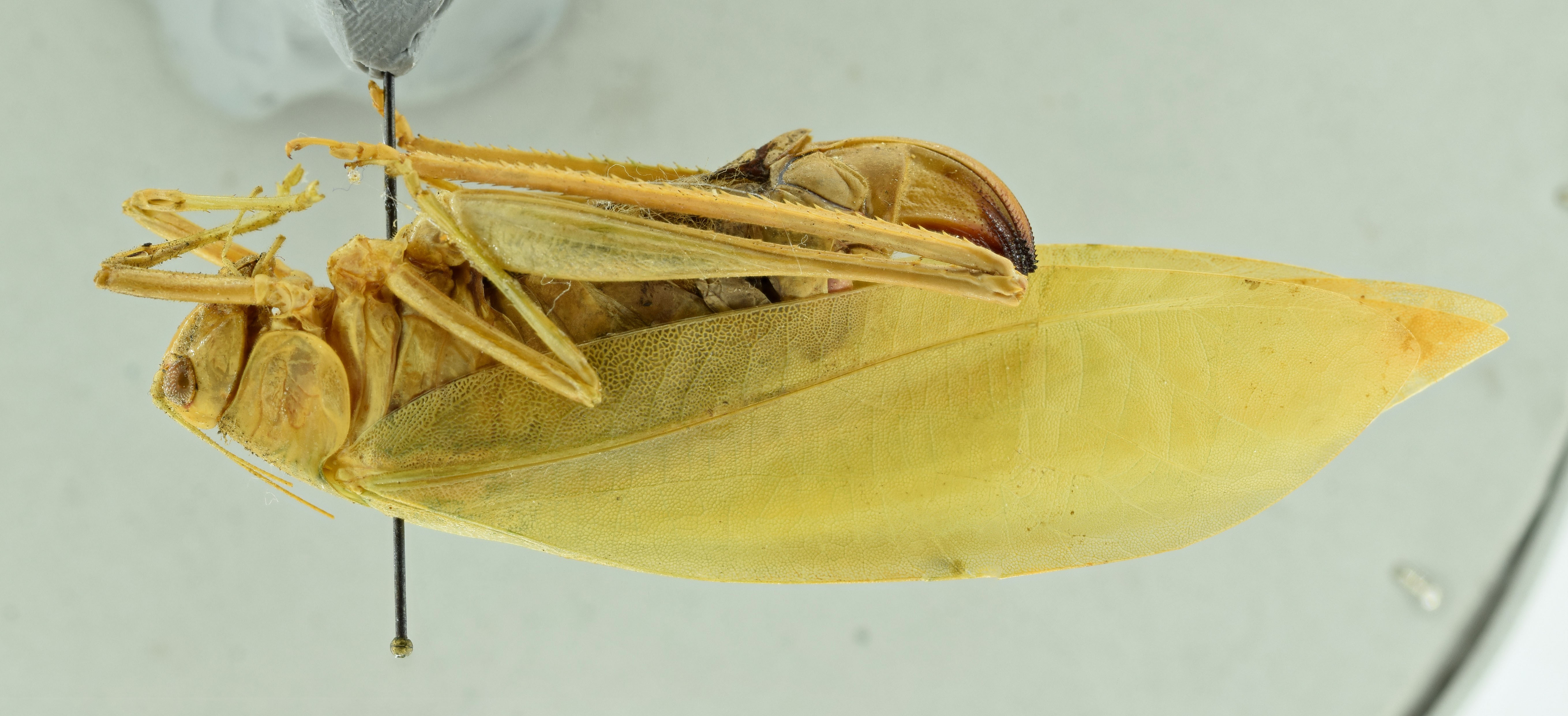 CollectionObject 1531564; f2cfa074-0948-41c3-b11f-1b8fde2f9f7f: female habitus, lateral view (holotype). (CollectionObject).