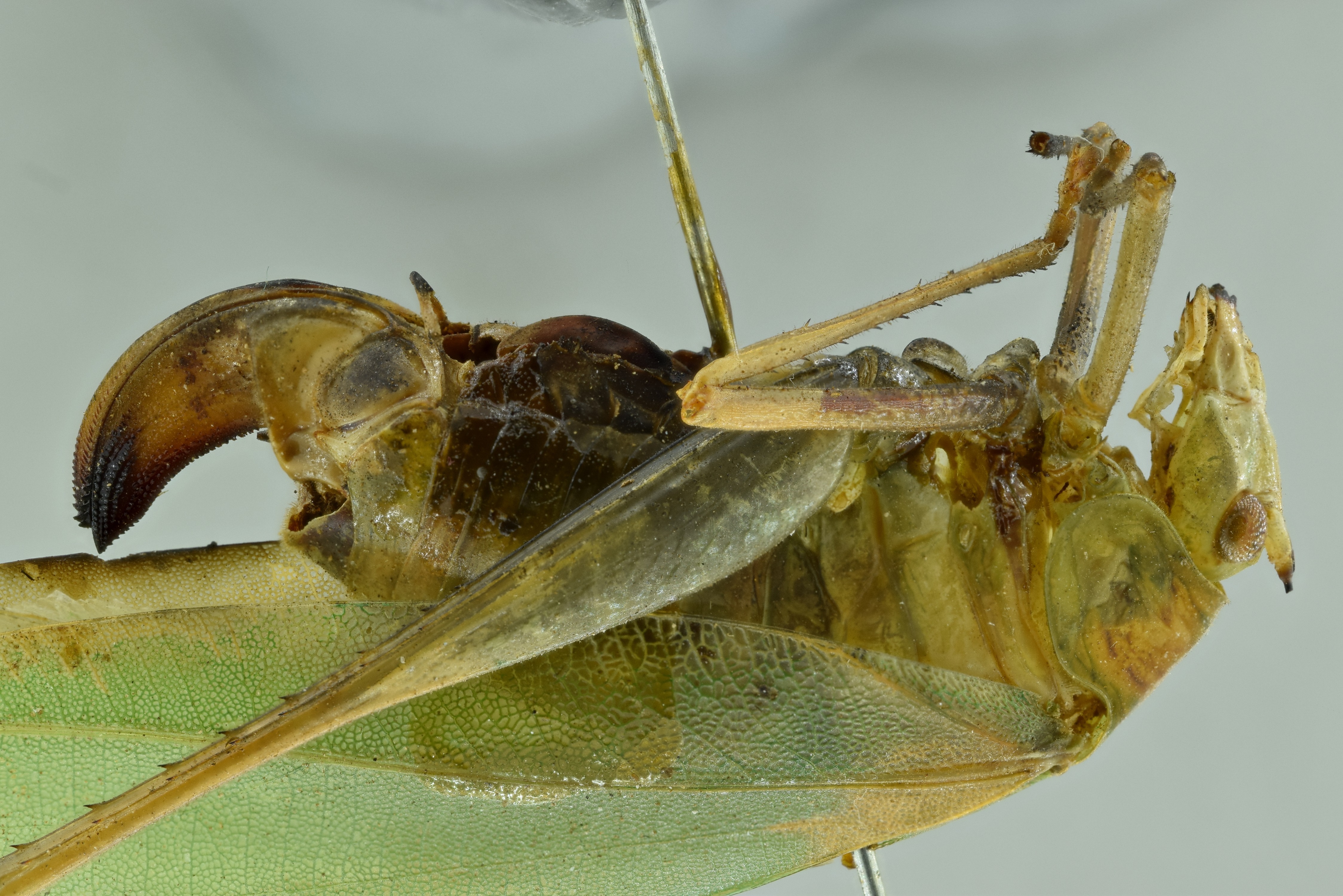 CollectionObject 1532433; 4d48ce5d-8105-4f46-aad6-3bd9452fa179, NMW No. 4378: female close-up of body, lateral view (holotype). (CollectionObject).