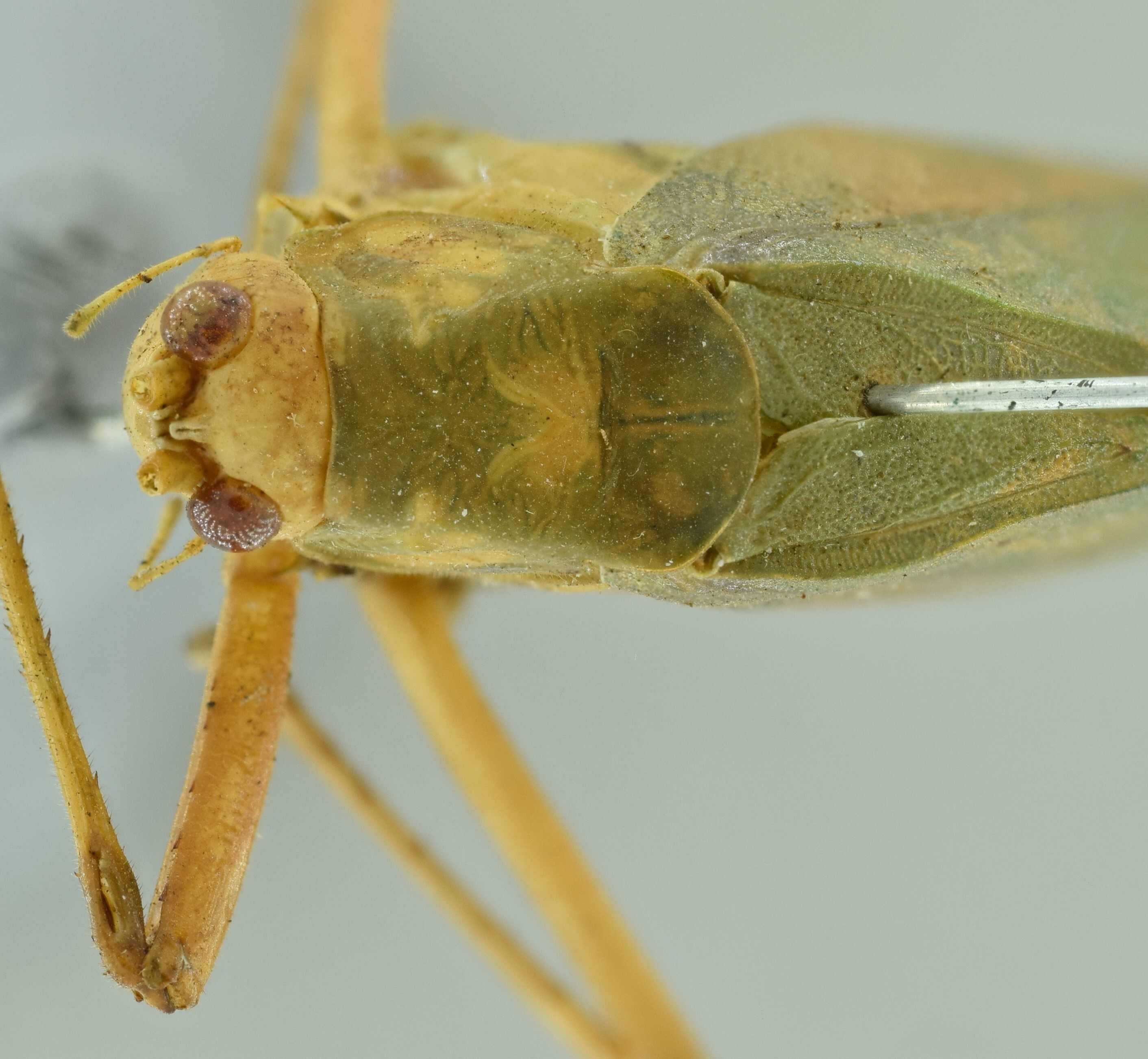 CollectionObject 1532813; 5e101177-24ee-491e-a392-b4a4cce93844: female head and pronotum, dorsal view (holotype). (CollectionObject).