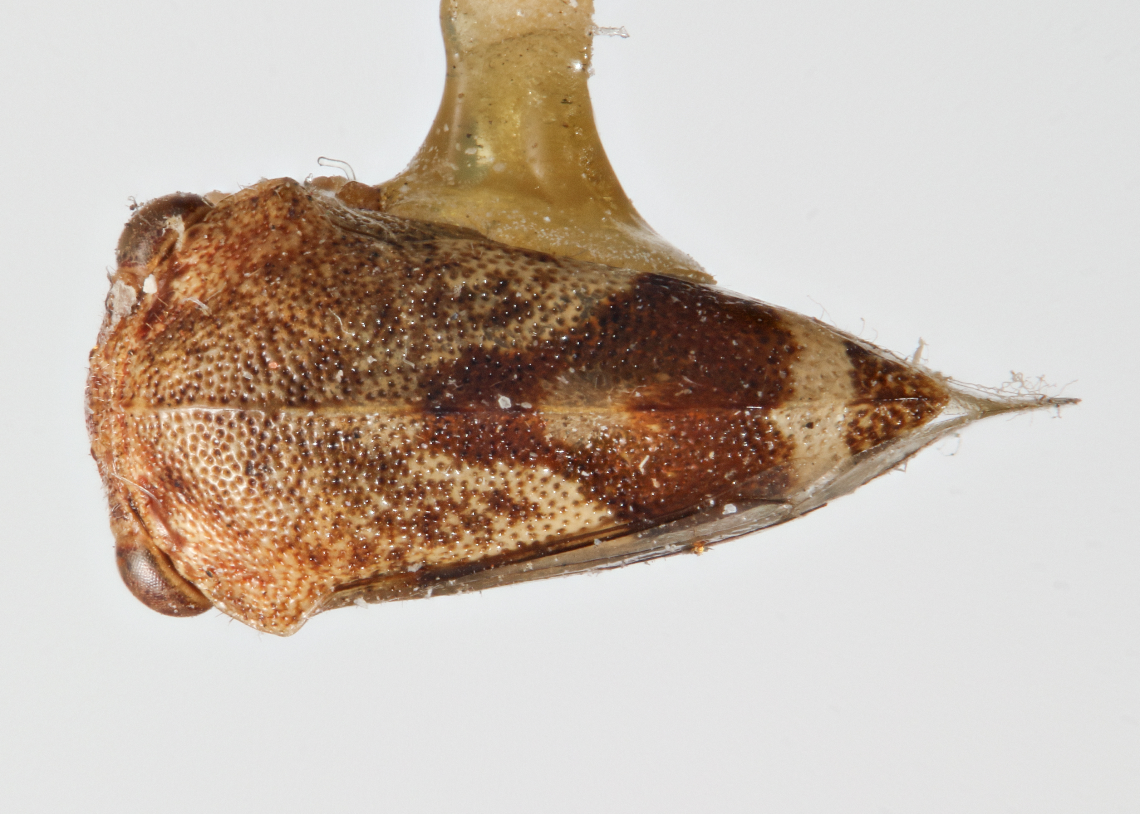 Habitus, dorsal view: !! display not done !! on Cyrtolobus rufulus Woodruff, 1924: (Observation).