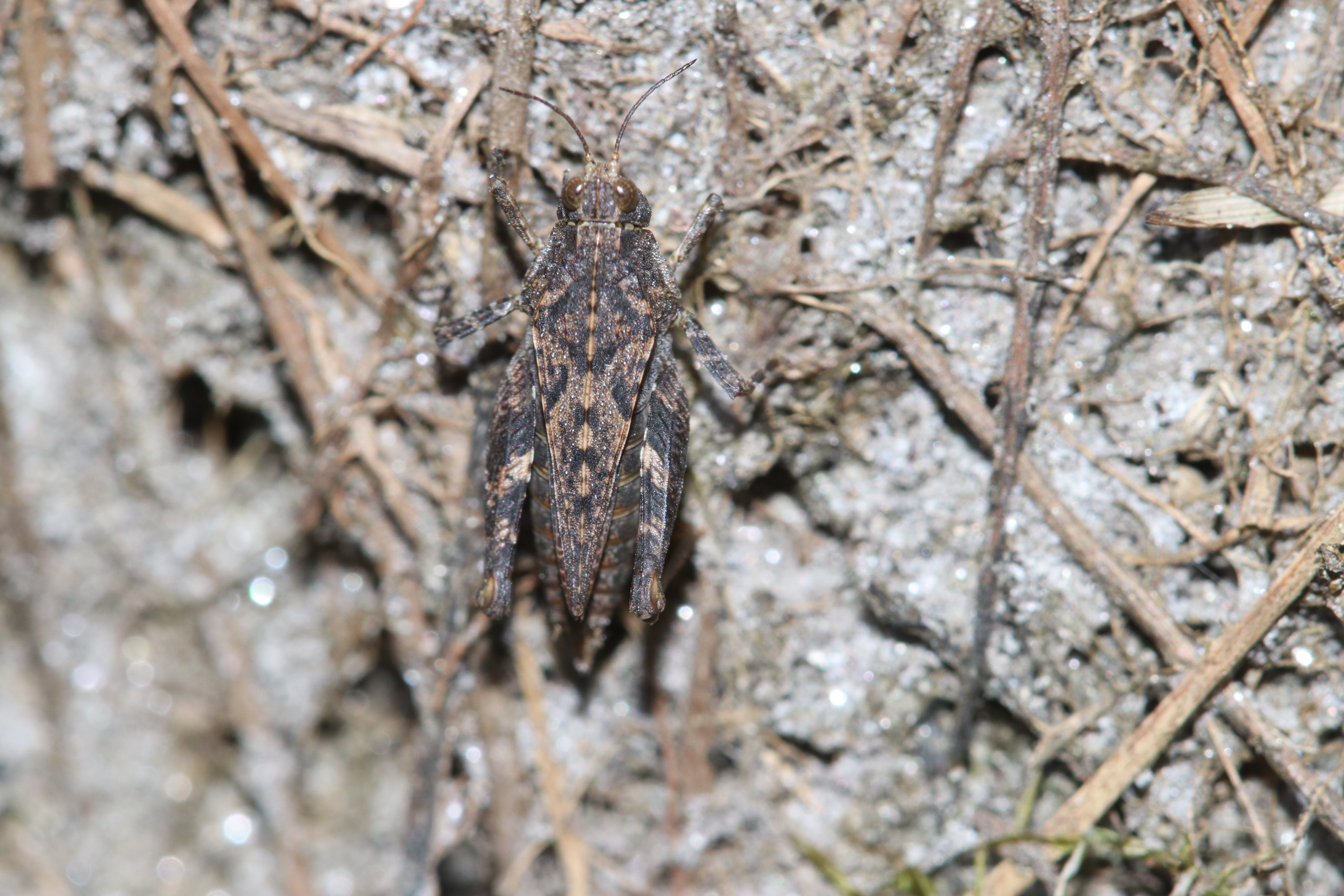 Hedotettix samitae Subedi, 2023: A female in natural habitat (Water pools in the grassland) in Kinnimini Patan, Ramaroshan, Achham, Nepal (29.23825°N, 81.45279°E; 2,210 masl). (Otu).;Hedotettix samitae Subedi, 2023: (Otu).