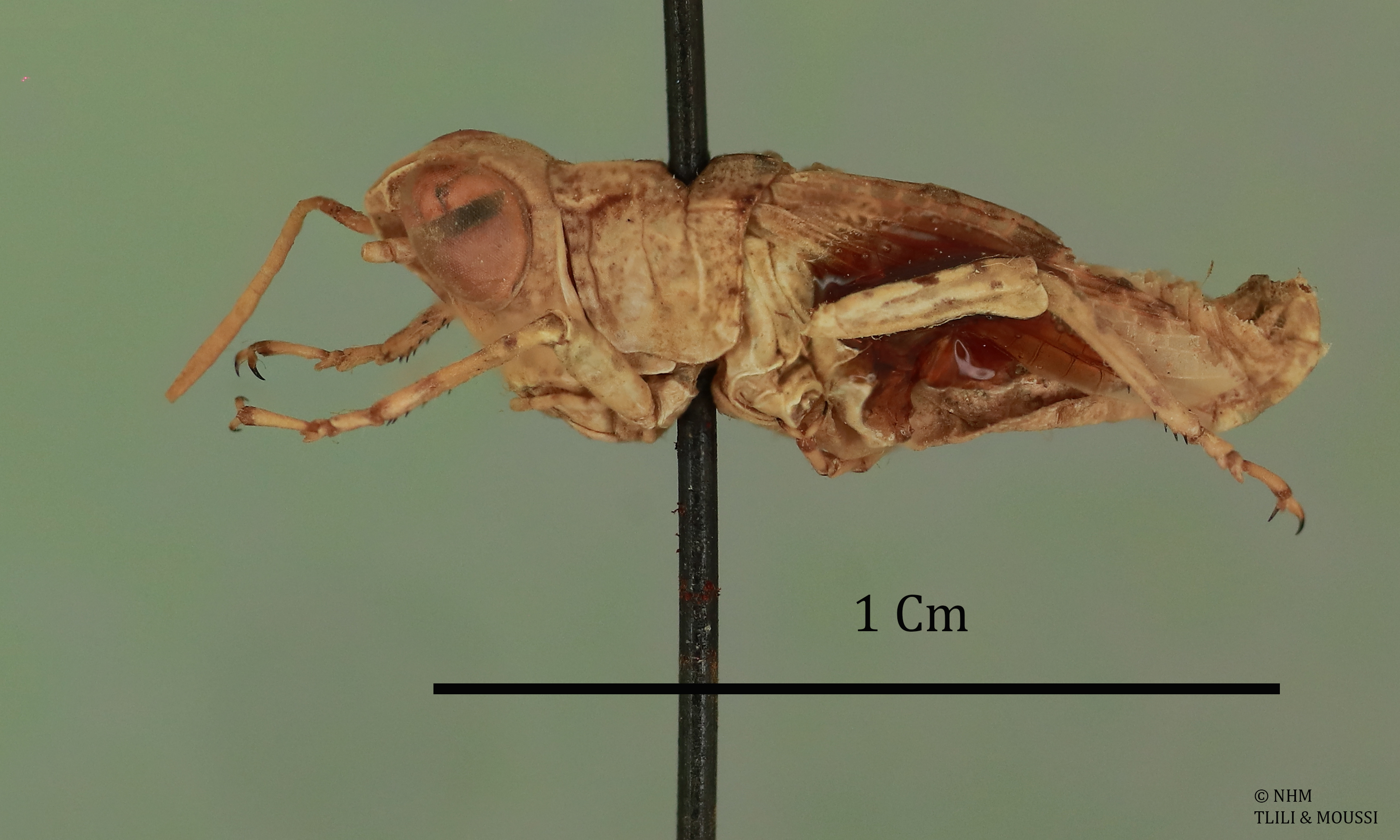 Leva jordanica (Uvarov, 1933): male, lateral view (holotype). (Otu).