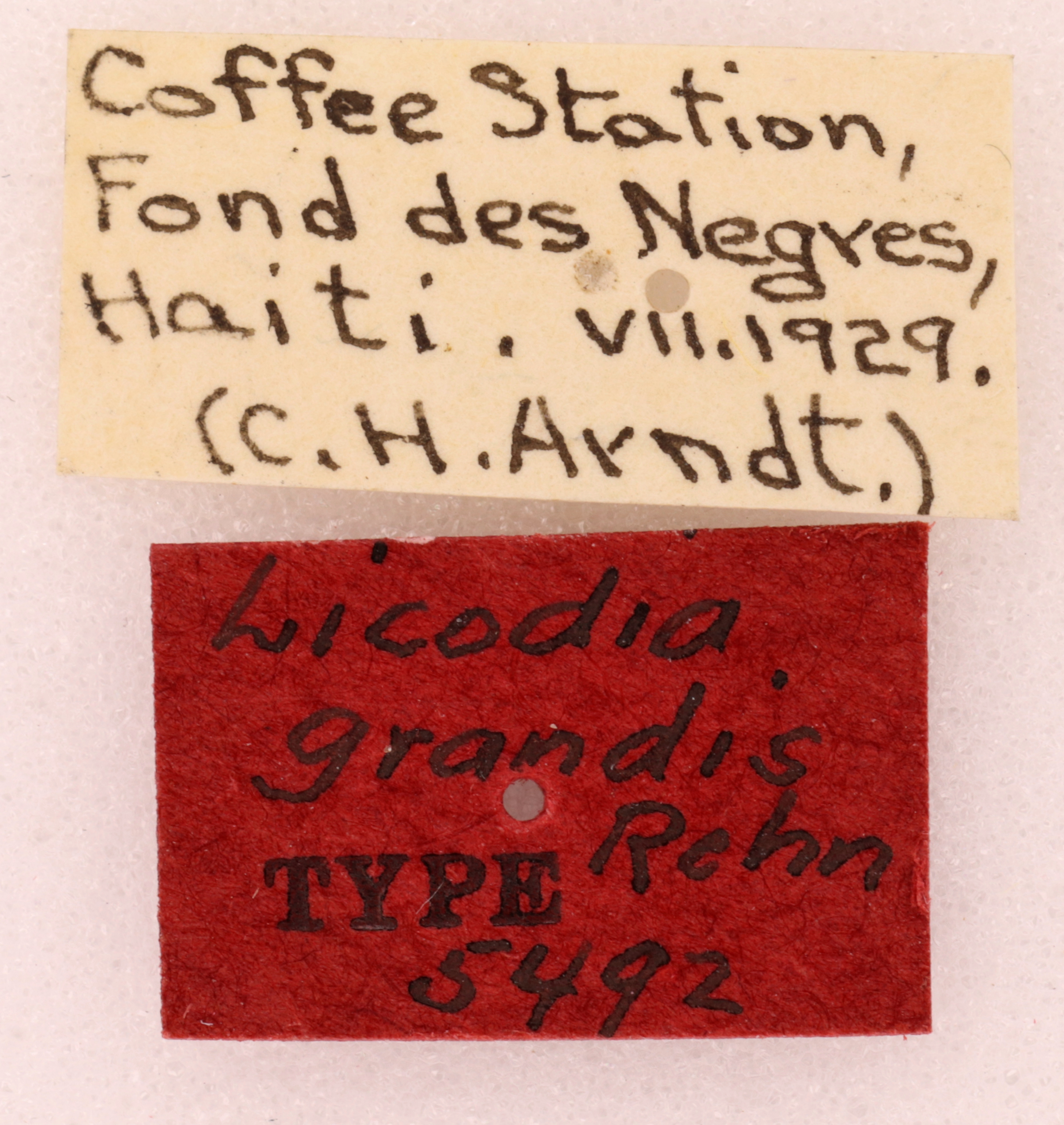 CollectionObject 1522001; 39bc8d9b-88b8-47d8-bff1-00ff8196adf3: Female, labels (holotype). (CollectionObject).