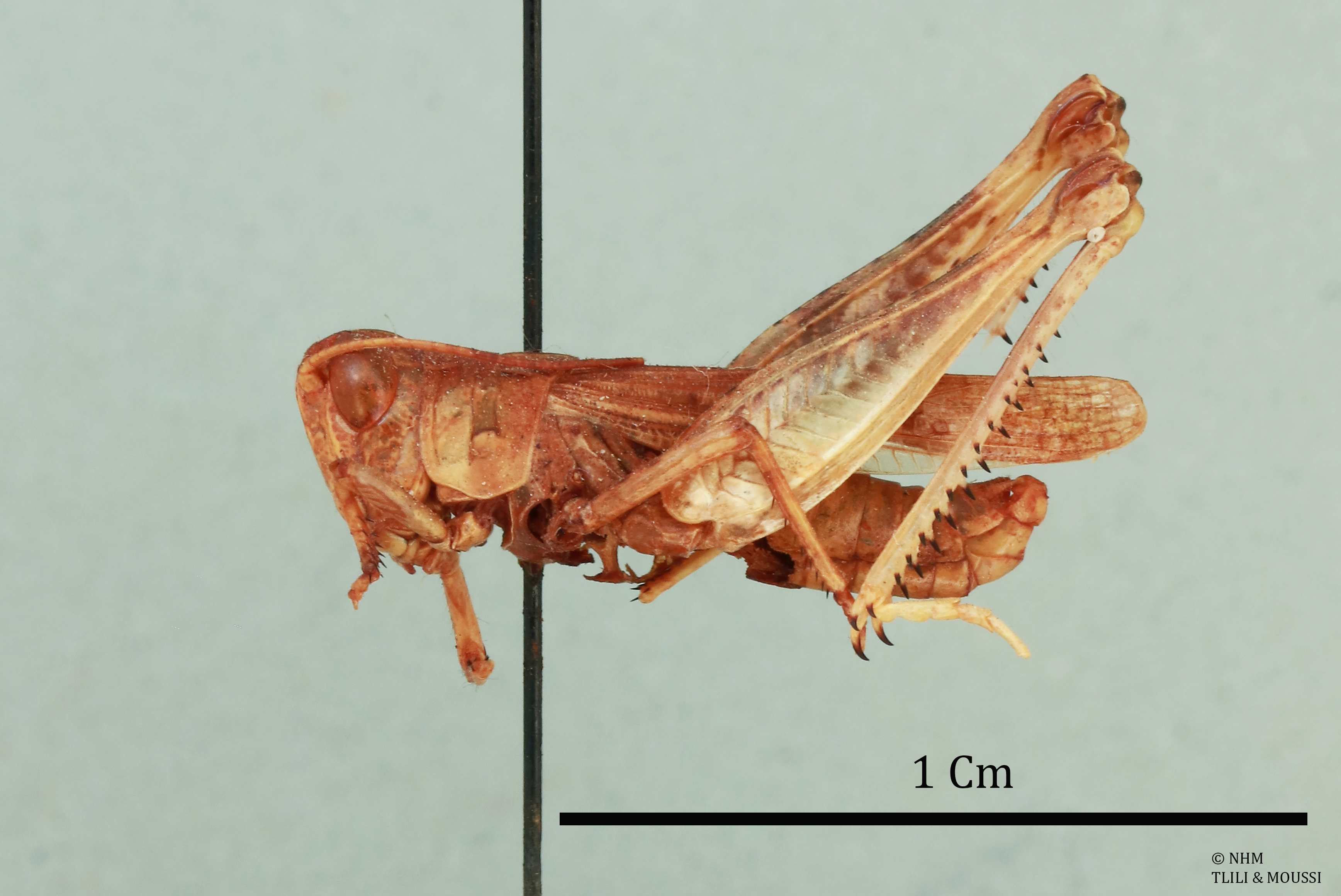 Notostaurus albicornis turcmenus (Uvarov, 1926): male, lateral view, (paratype). (Otu).