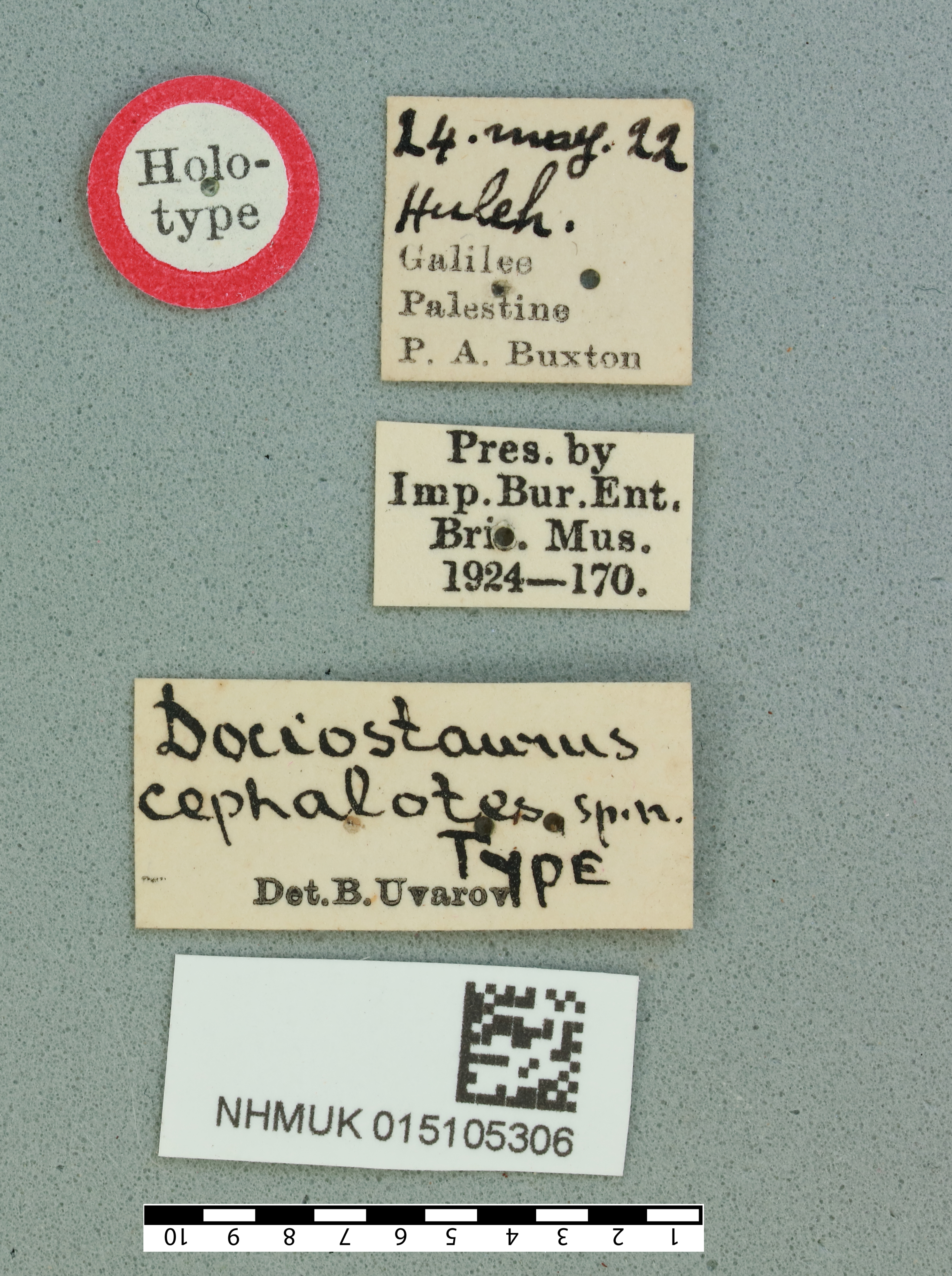 Notostaurus cephalotes (Uvarov, 1923): female, labels, (holotype). (Otu).