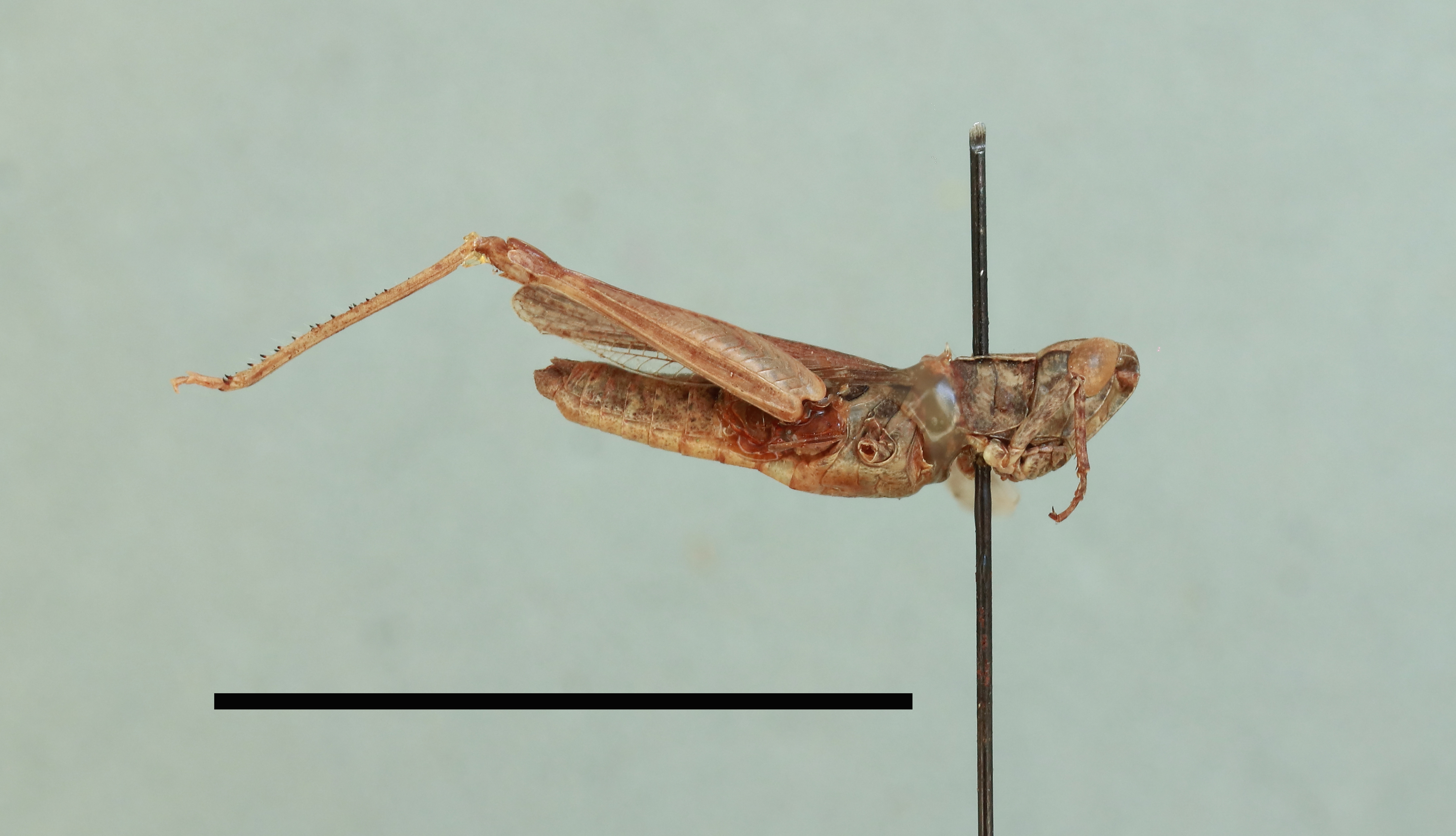 Xerohippus alkani Karabag, 1953: male, lateral view, (holotype). (Otu).