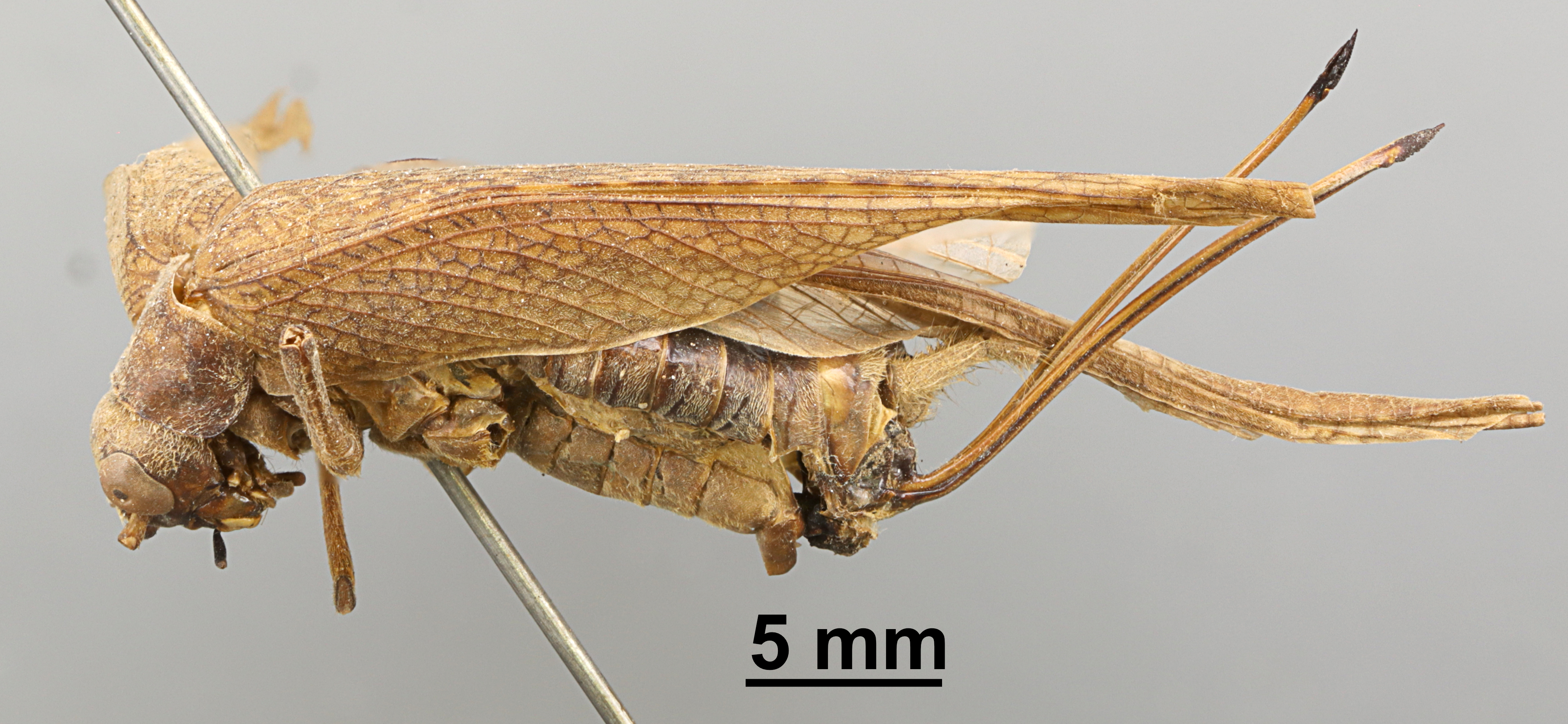 CollectionObject 1522932; e71d4203-2c24-4ef1-8fde-a70591f3208e: Female, lateral view (holotype). (CollectionObject).