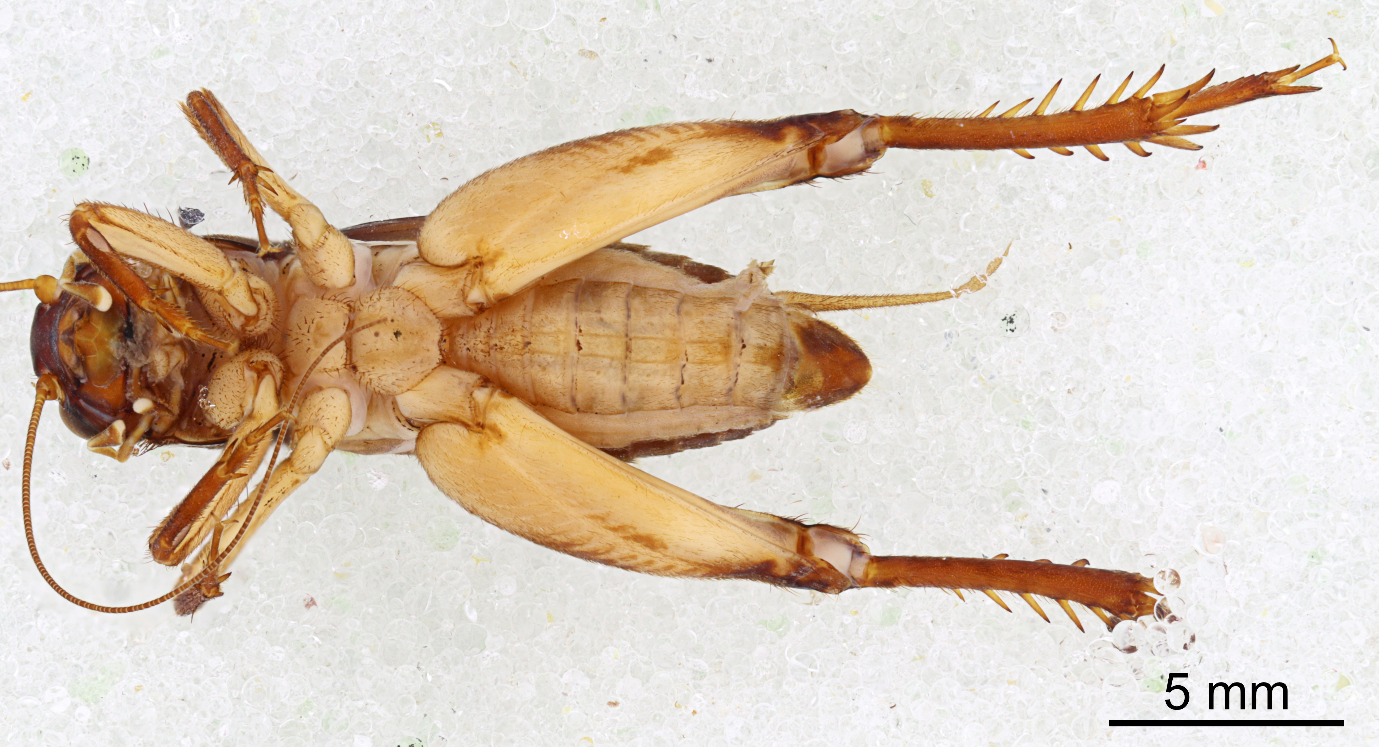 CollectionObject 1522886; fc867b71-6f56-44cf-8576-18718d26c726: Male, ventral view (holotype). (CollectionObject).