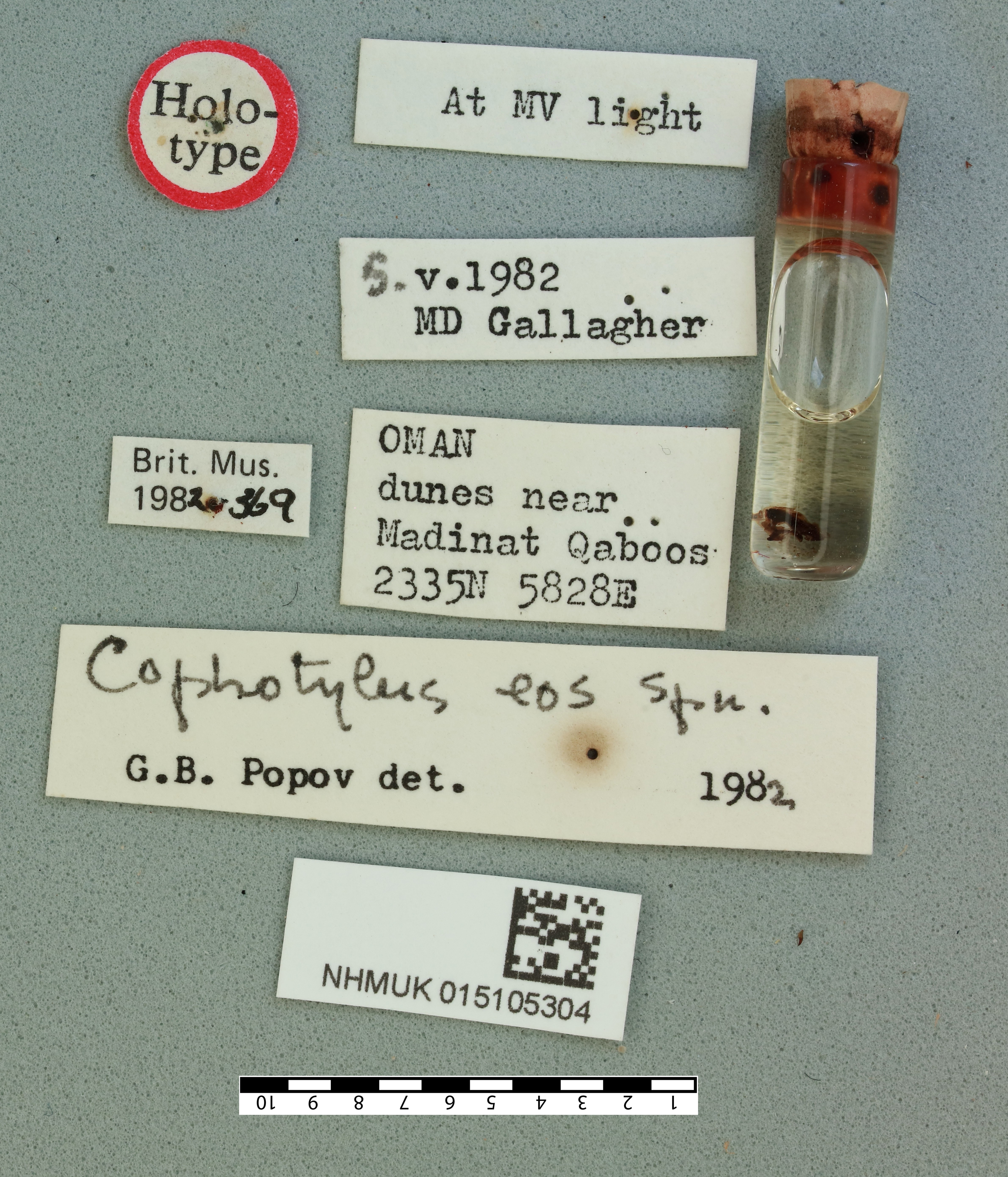 Cophotylus eos Popov, 1985: male, labels (holotype). (Otu).