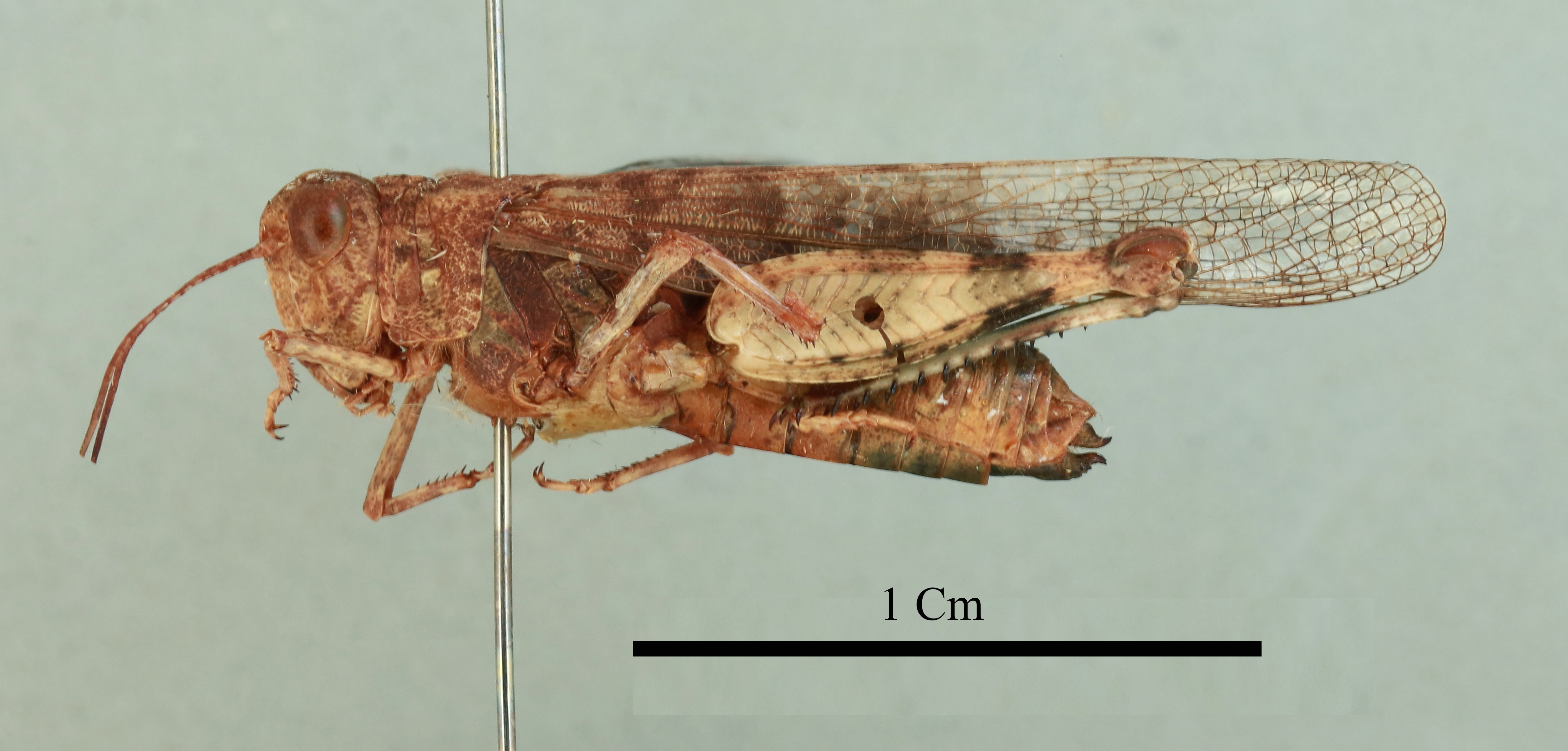 Cophotylus iranicus Dirsh, 1949: female, lateral view (holotype). (Otu).