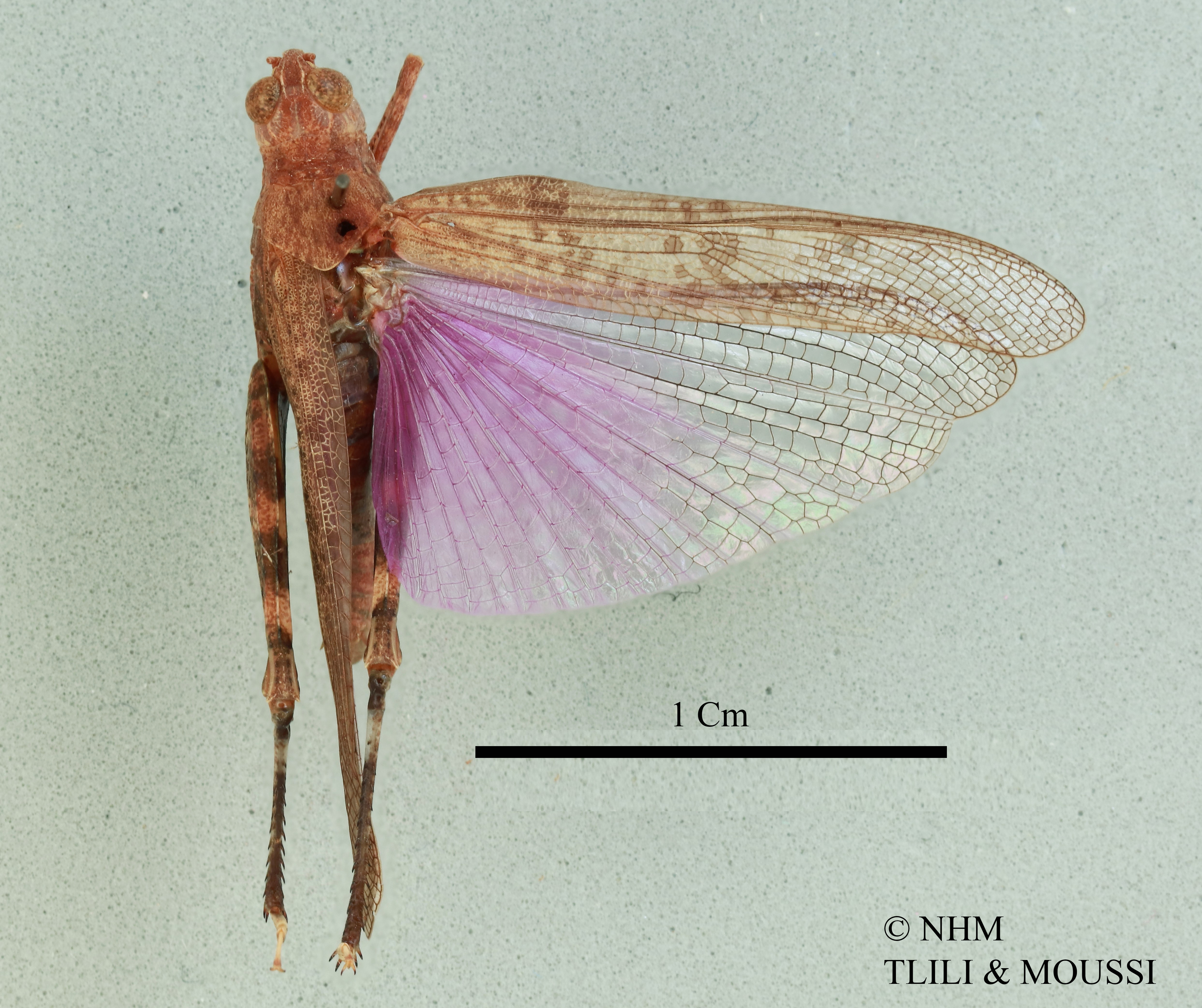 Cophotylus purpureus (Uvarov, 1940): female, dorsal view (holotype). (Otu).
