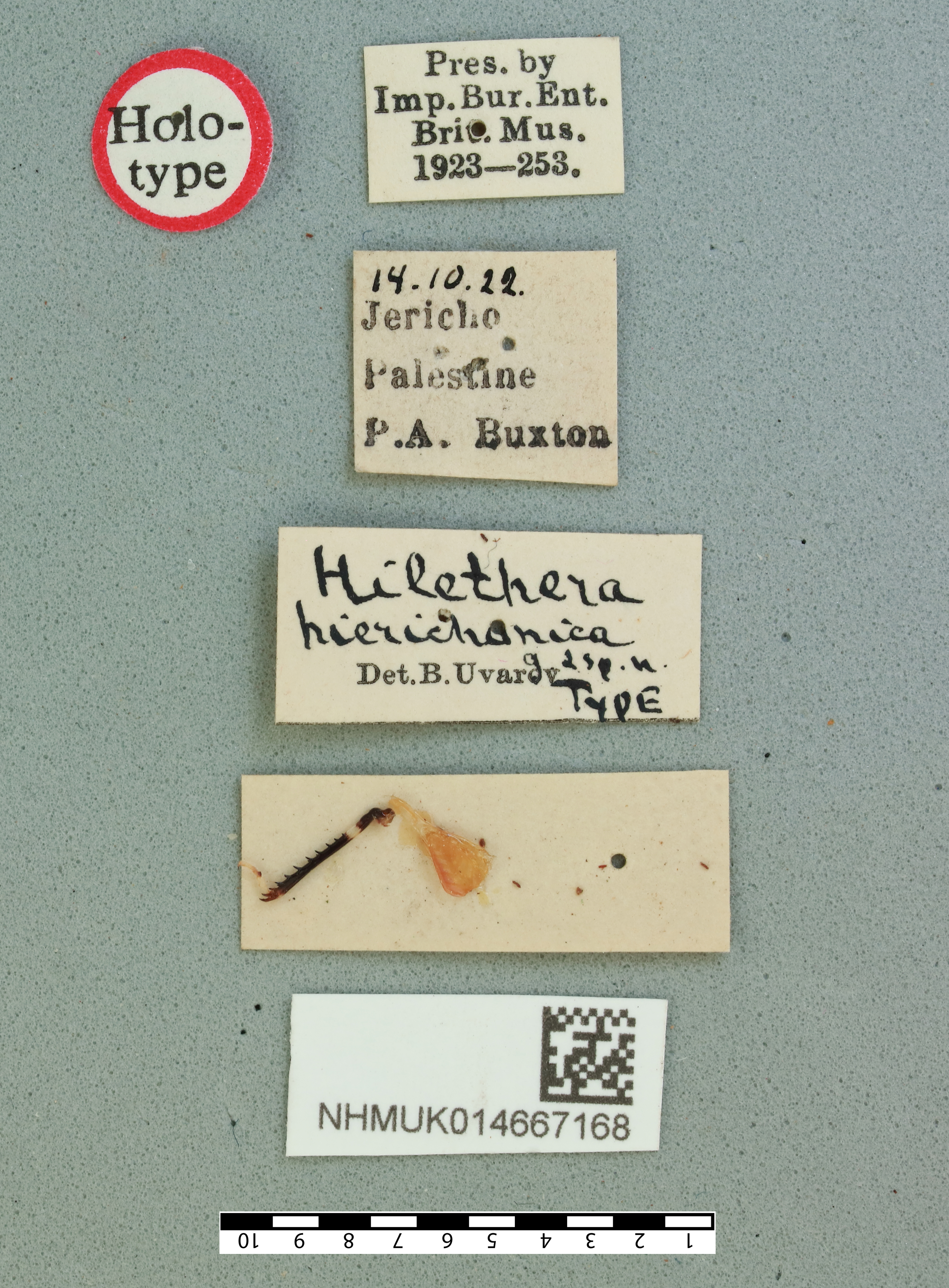Hilethera hierichonica Uvarov, 1923: male, labels (holotype). (Otu).