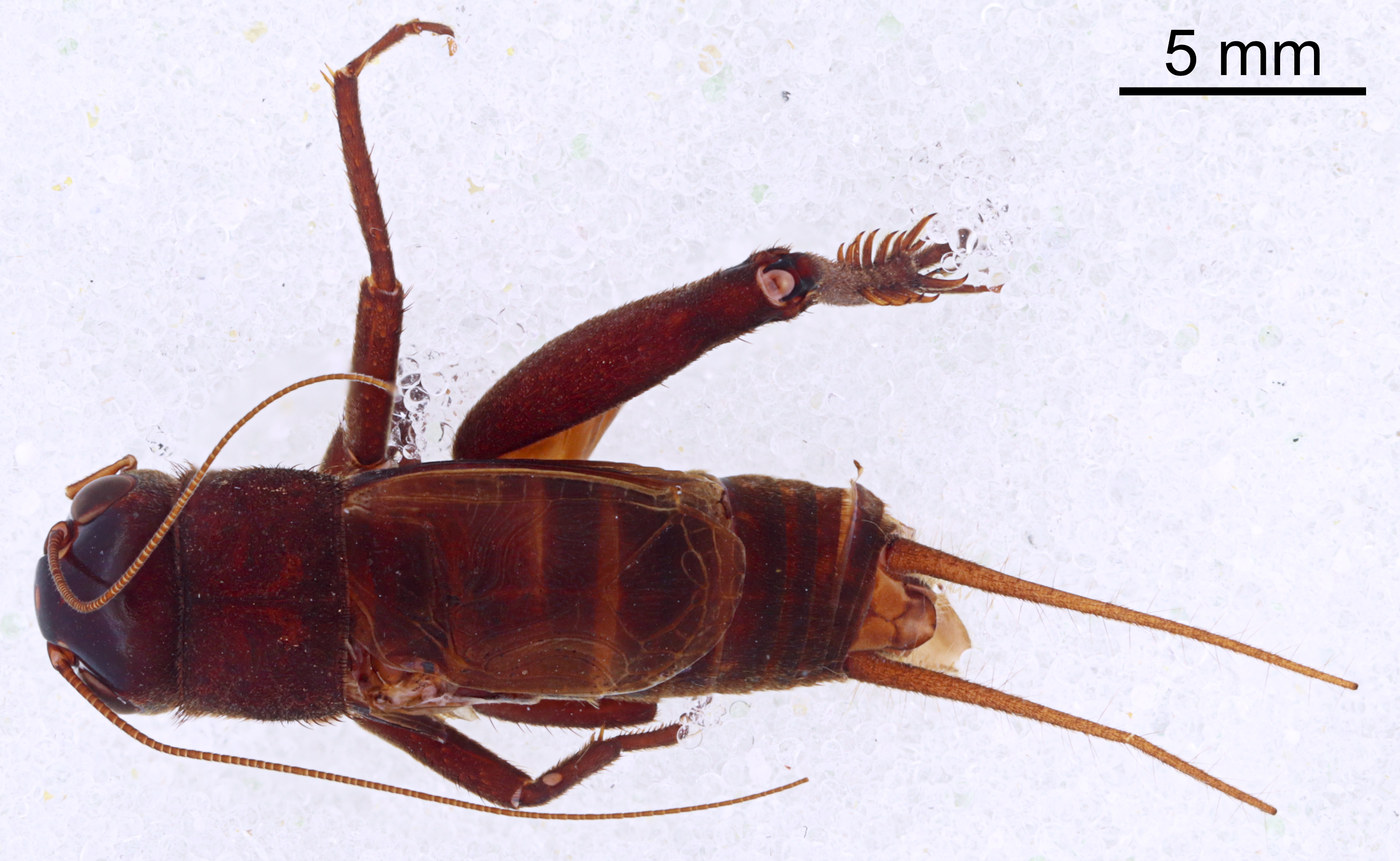 CollectionObject 1522827; 0e811ad3-b337-48bc-a657-e59ee43c8fde: Male, dorsal view (holotype). (CollectionObject).