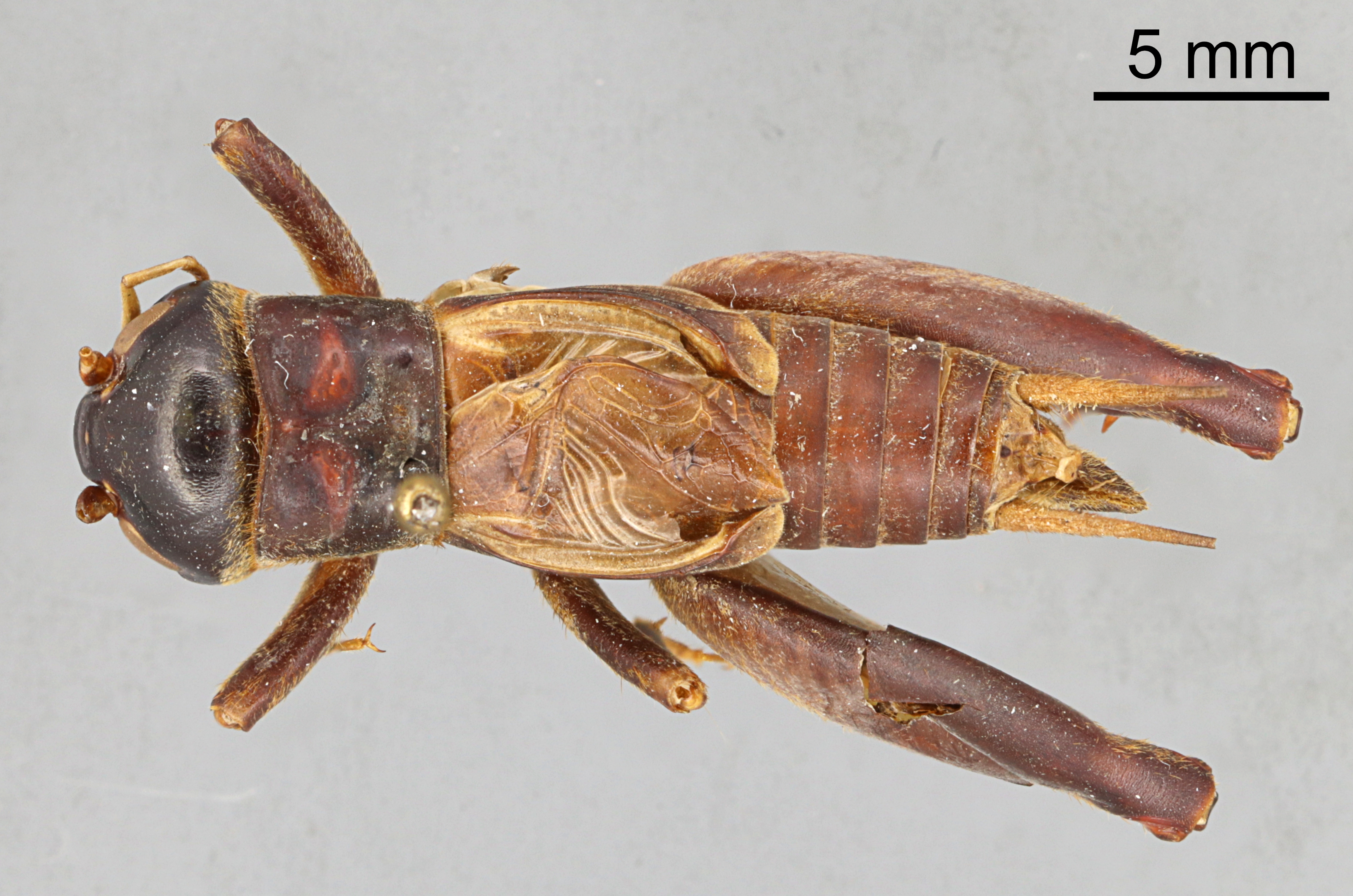 CollectionObject 1522774; b250e438-12bf-48f9-b1c9-f6232b3b6169: Male, dorsal view (holotype). (CollectionObject).