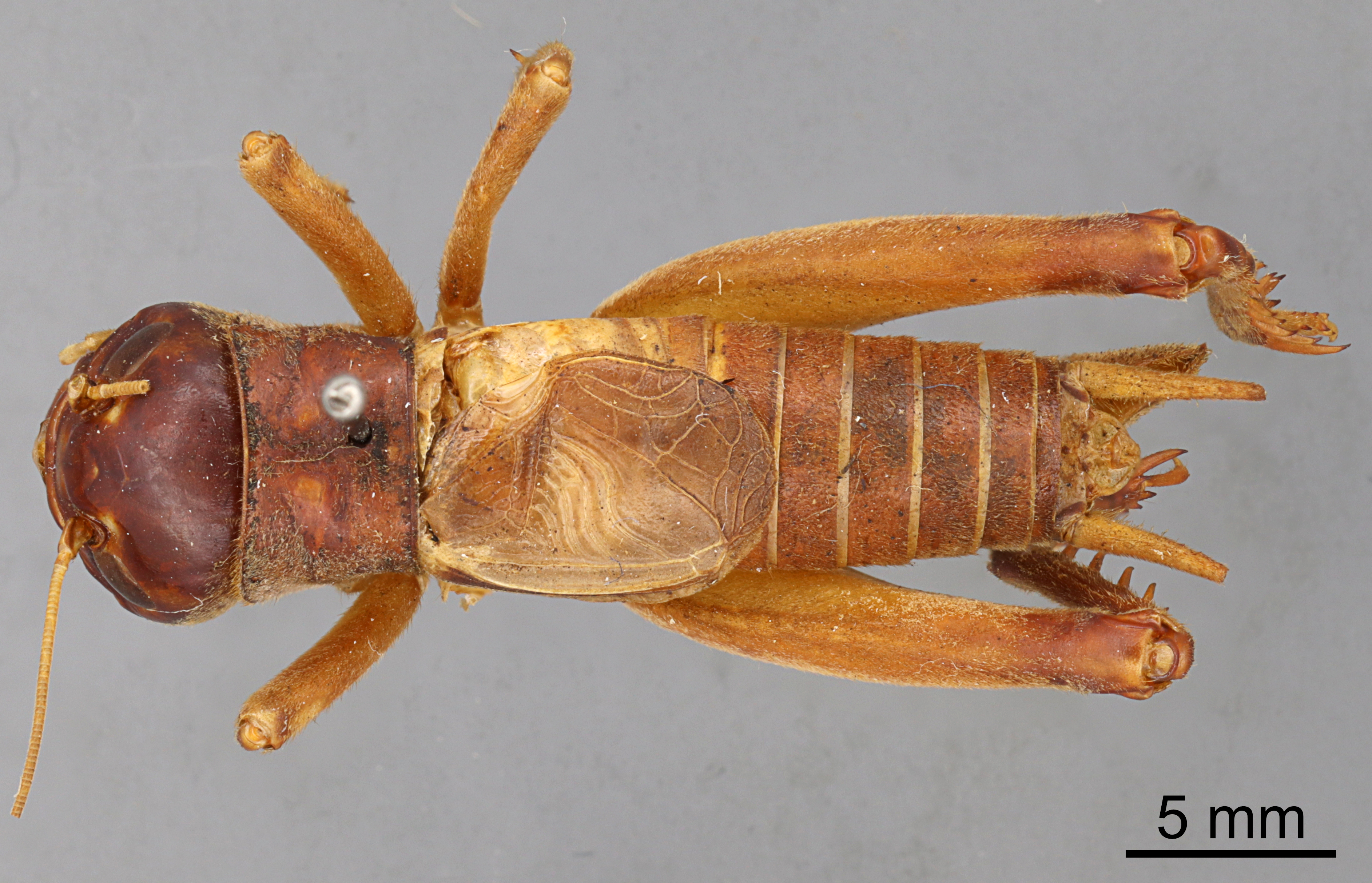 CollectionObject 1522775; ba77ff78-b67a-45b5-b83d-669984a7e2d8: Male, dorsal view (holotype). (CollectionObject).