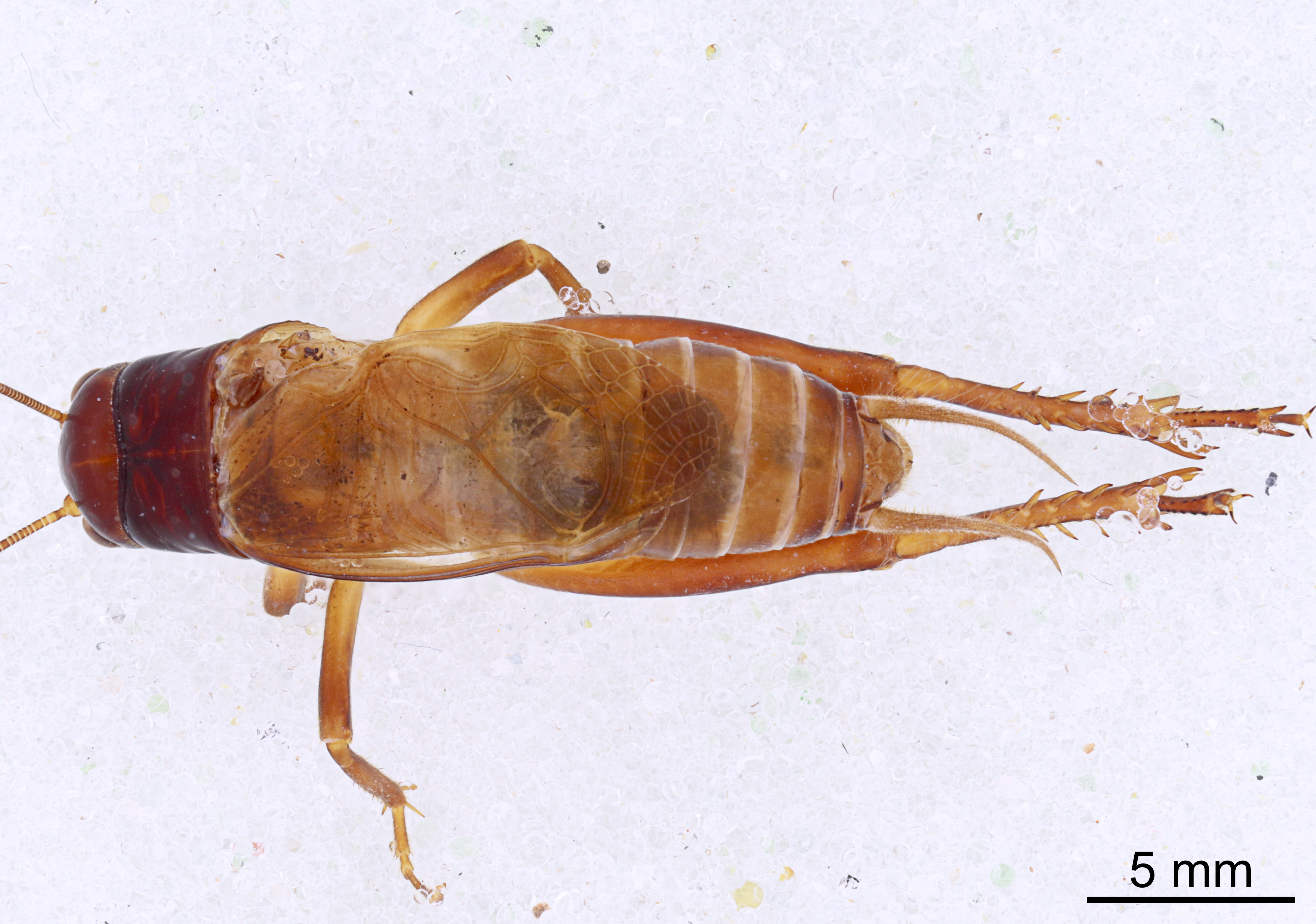 CollectionObject 1522879; 095119fb-64af-4e09-be10-73523a73bc4f: Male, dorsal view (holotype). (CollectionObject).