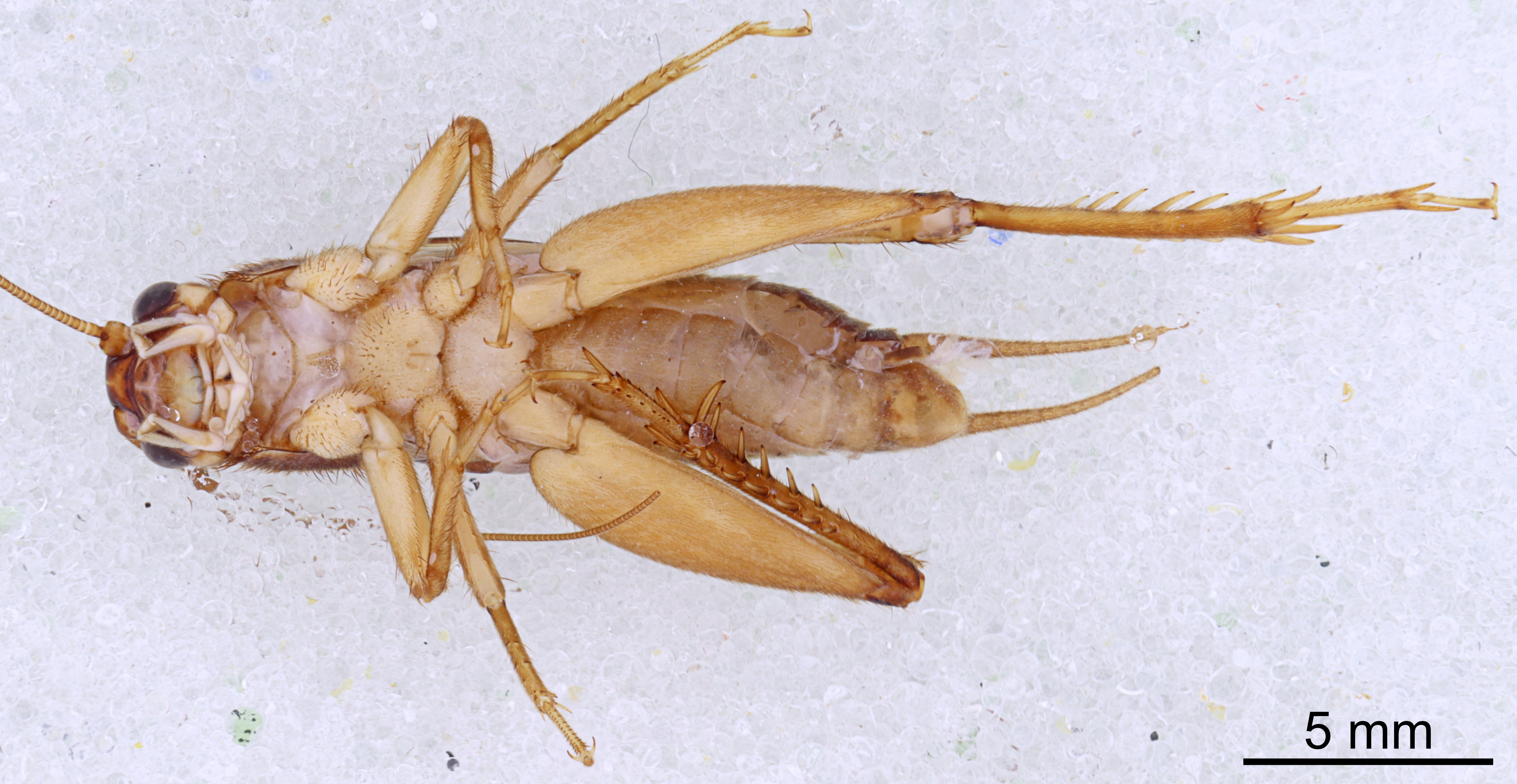 CollectionObject 1522860; f433d356-ecf2-47c0-bea5-0283d0563ff6: Male, ventral view (holotype). (CollectionObject).