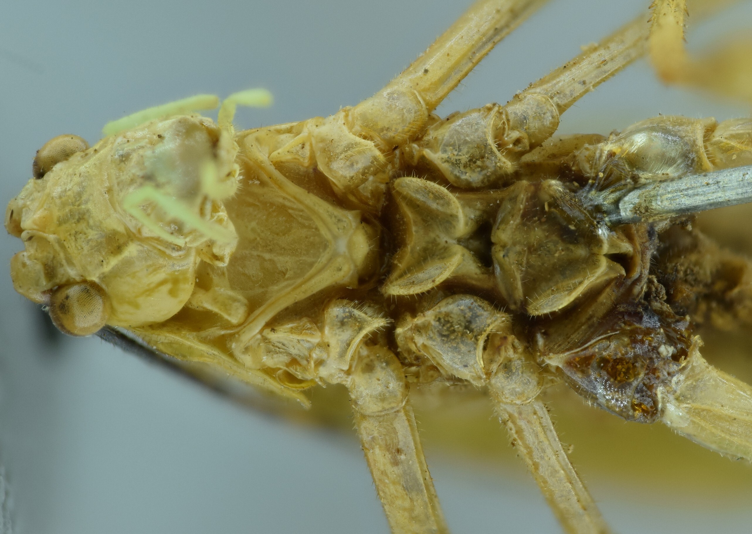 CollectionObject 1532107; NMW 5684, 2e7be0b3-18a3-450b-b085-626ed98b1607: male head and thorax, ventral view (holotype). (CollectionObject).