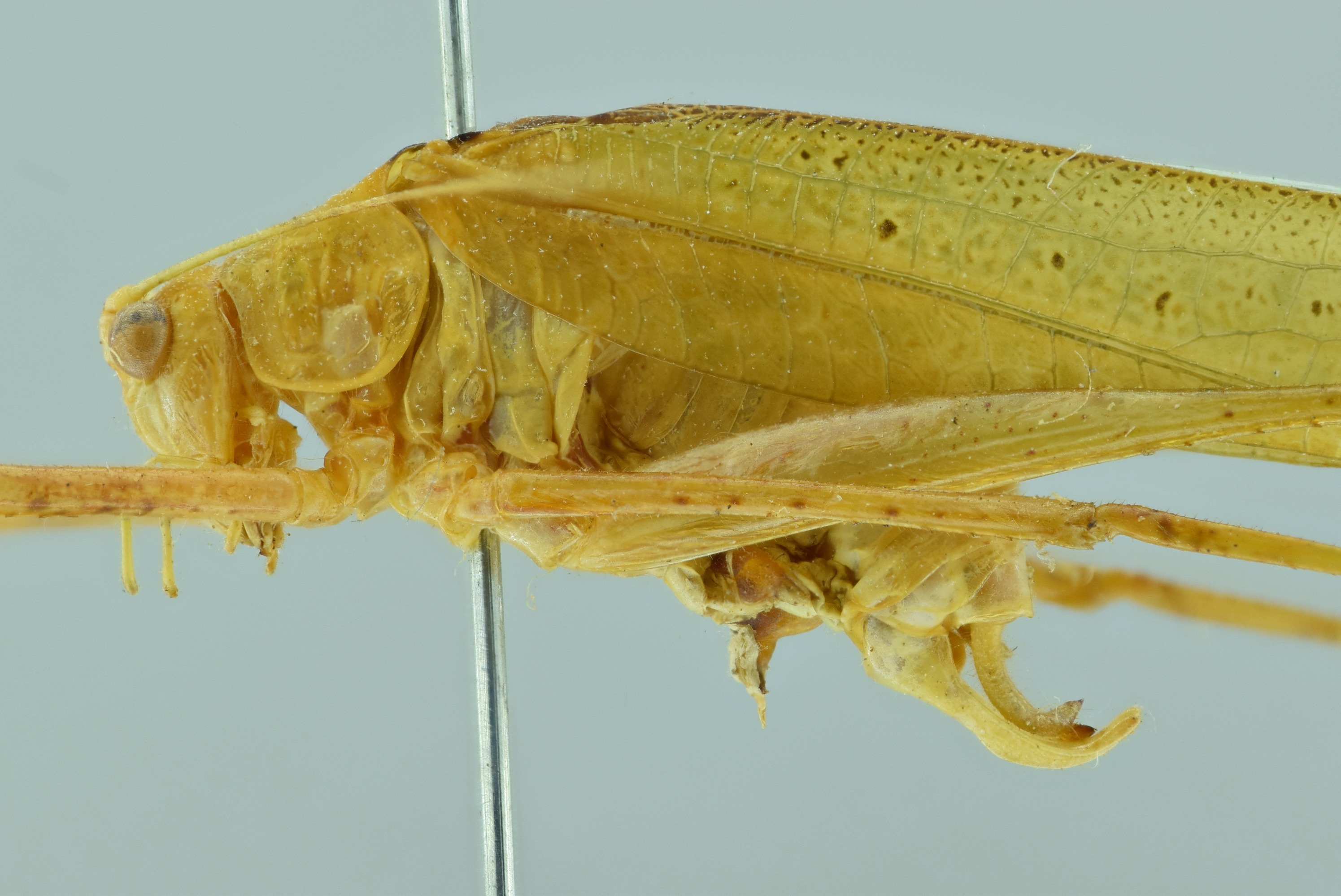 CollectionObject 1532108; 6a7e1066-bfd0-45a5-b815-4dde90952445: male close-up of body, lateral view (syntype). (CollectionObject).