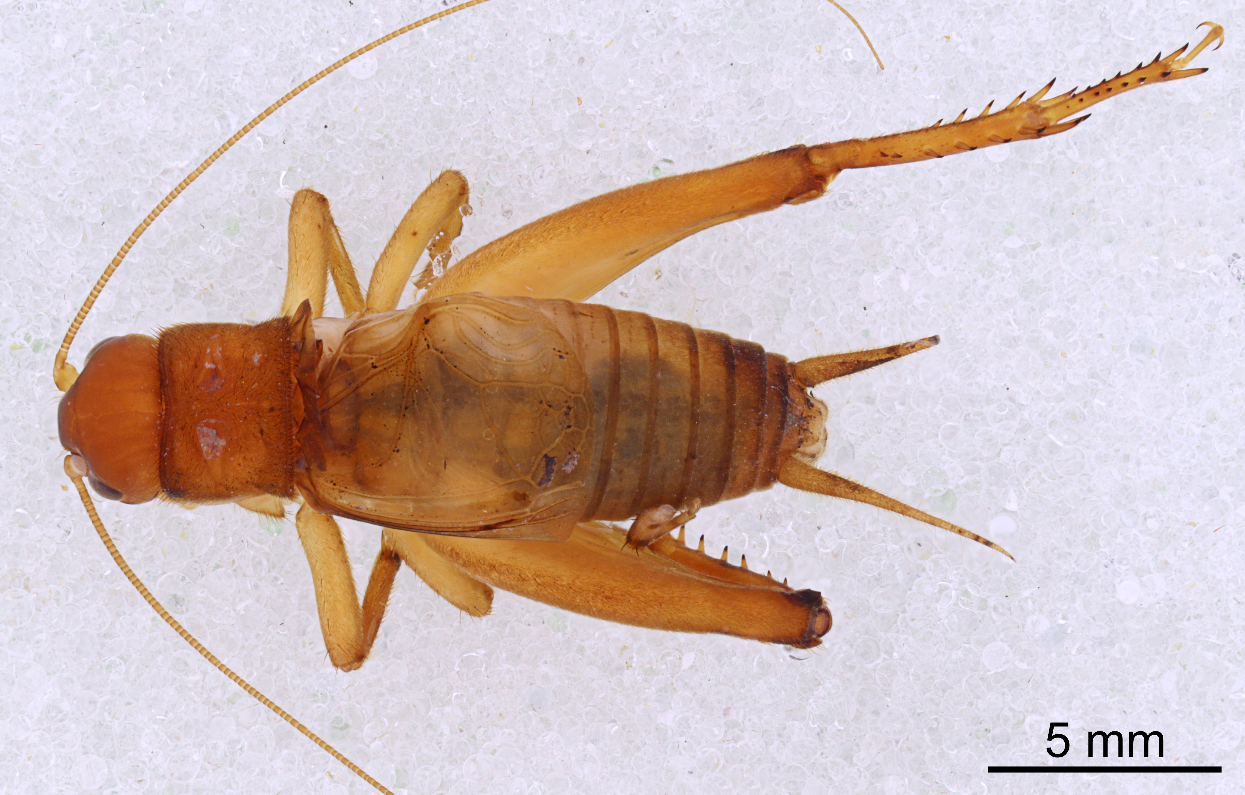 CollectionObject 1522890; 0d857977-dcb8-48b1-9b39-a7ce351bc64f: Male, dorsal view (holotype). (CollectionObject).