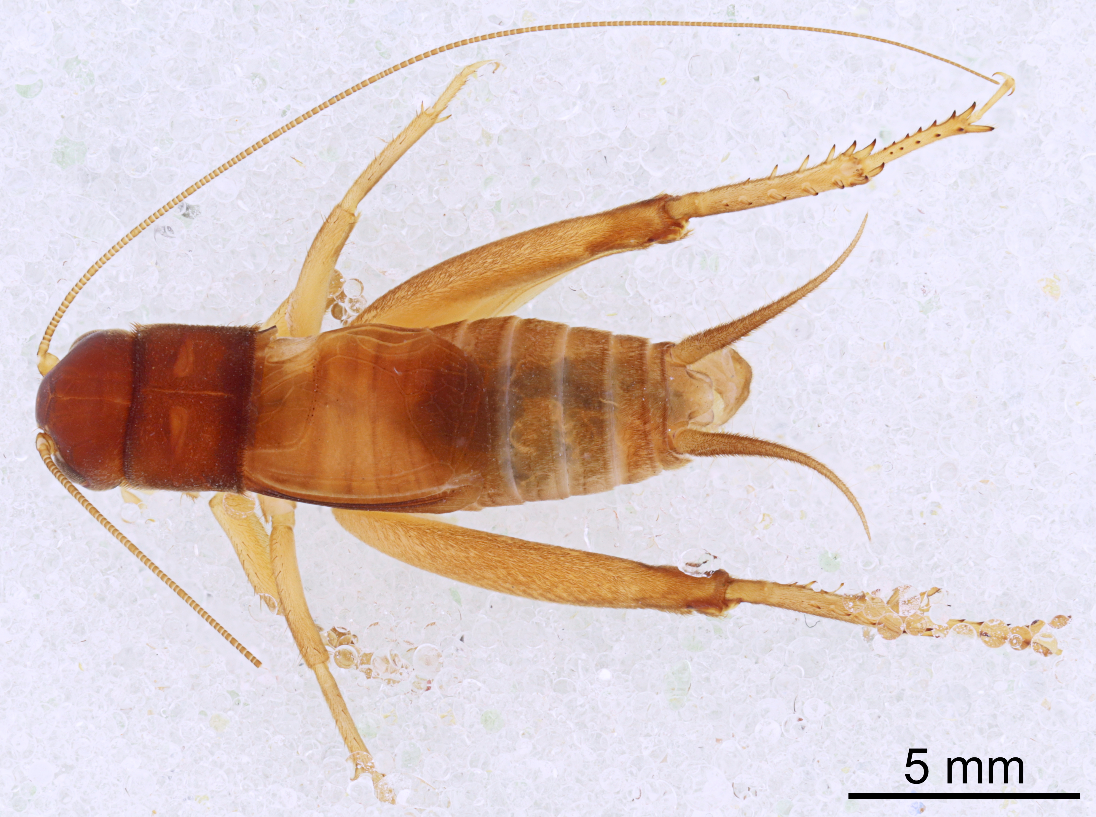 CollectionObject 1476698; 6d1744ff-210c-435c-aef6-b9fb4c9a5e09: Male, dorsal view (holotype). (CollectionObject).