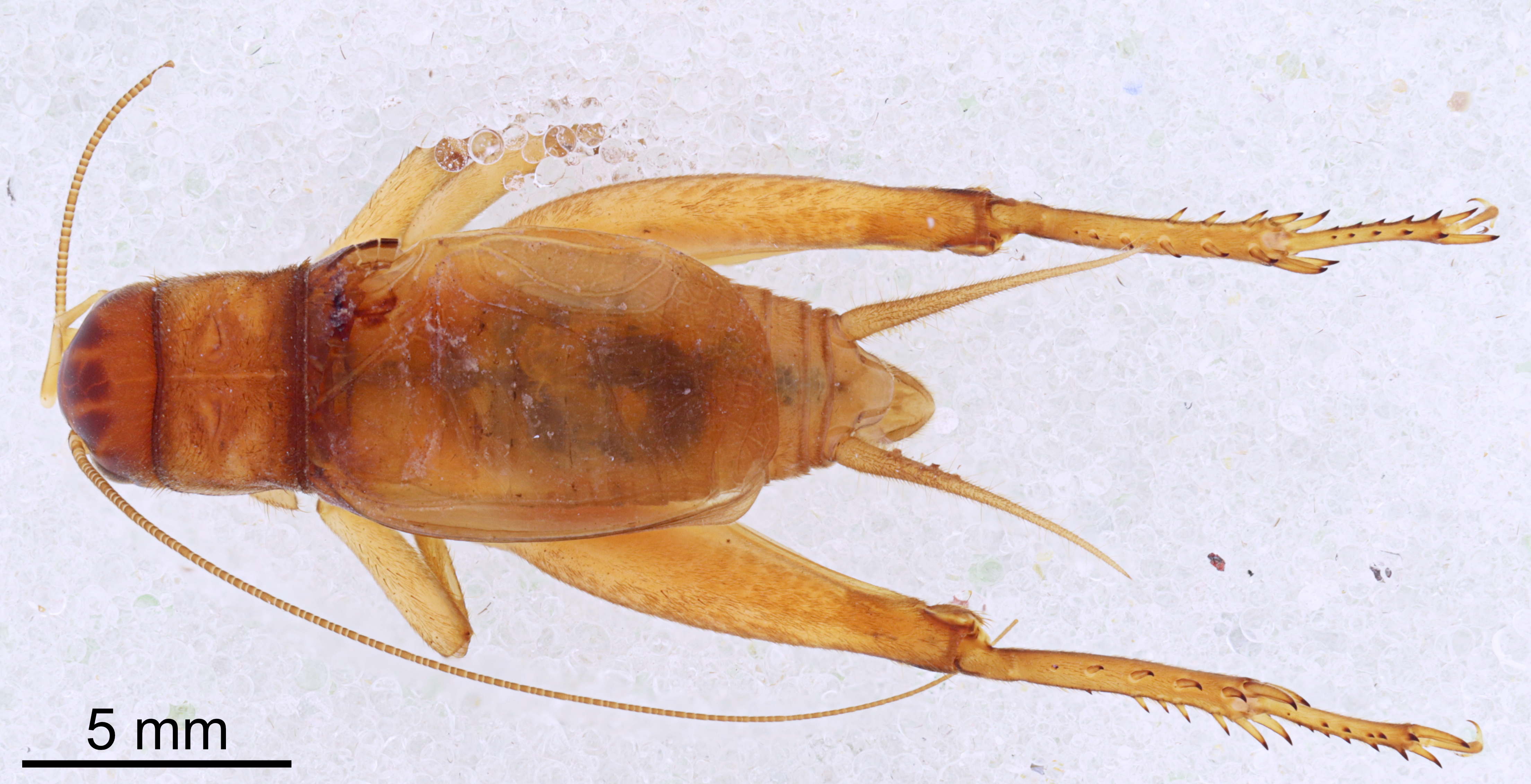 CollectionObject 1522894; 024161c0-4bec-45b7-9a30-54a95416ed1d: Male, dorsal view (holotype). (CollectionObject).