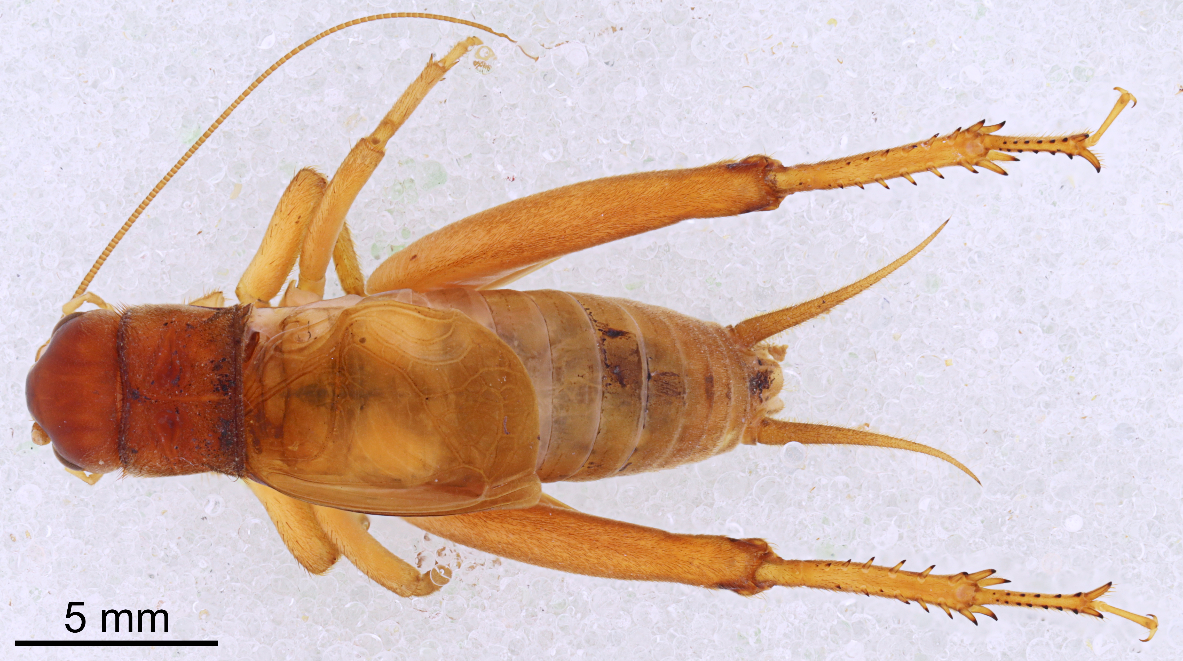 CollectionObject 1499337; bc67d945-90f7-435e-ad60-fe3ae40448be: Male, dorsal view (holotype). (CollectionObject).