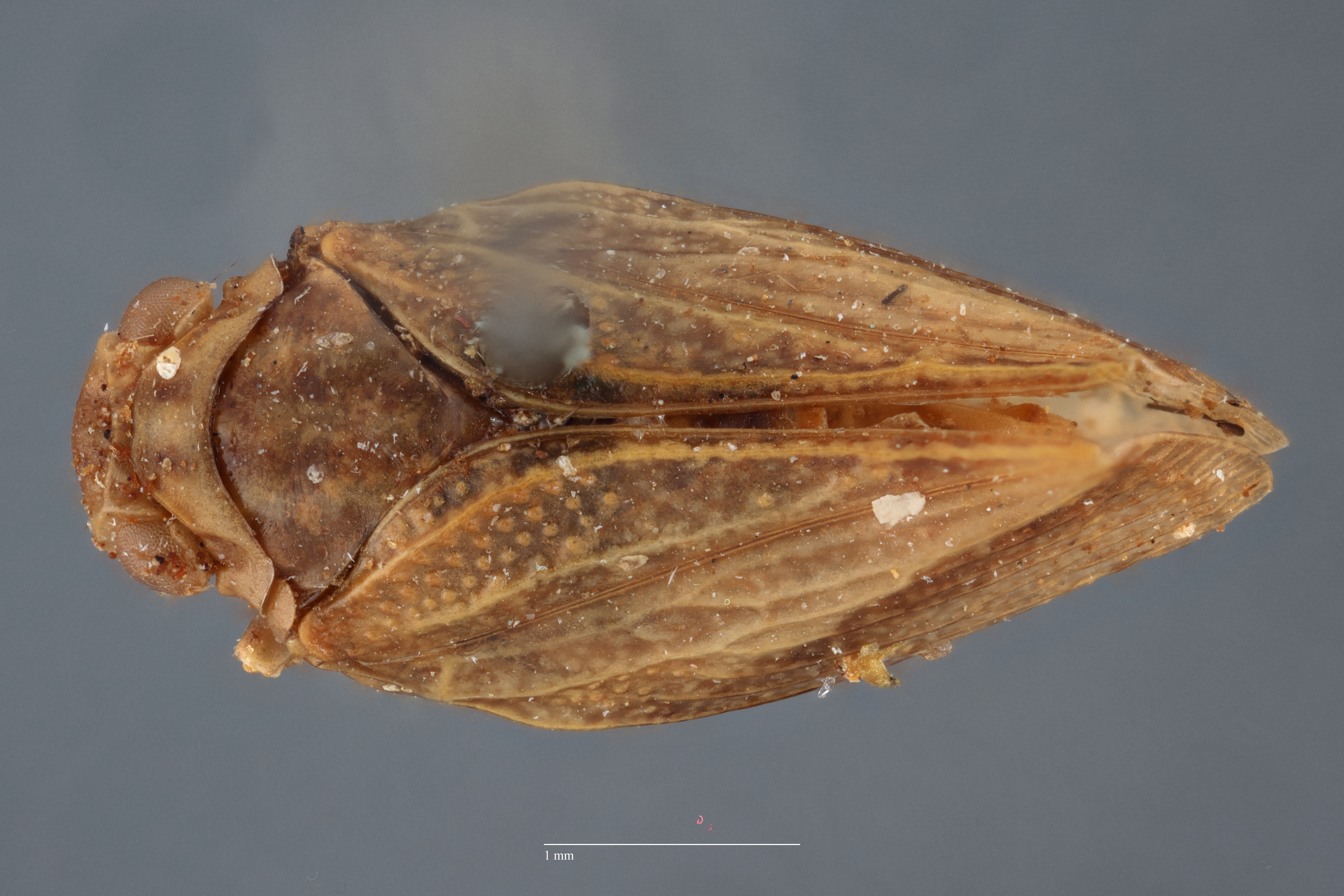 Habitus, dorsal view: (Observation).