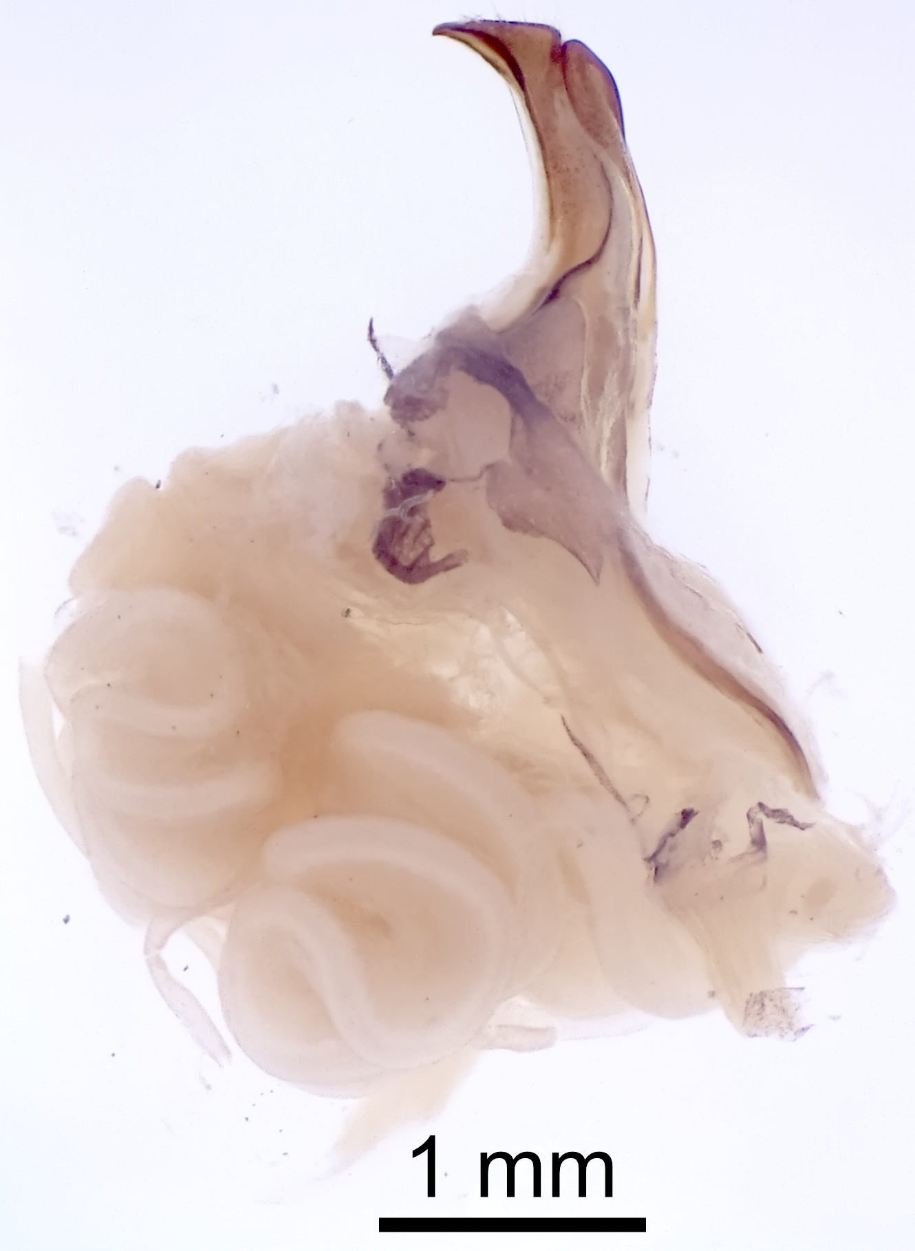 CollectionObject 1522777; 6364b0b9-e039-44e4-b760-239d2b942e86: Male genitalia, lateral view (holotype). (CollectionObject).