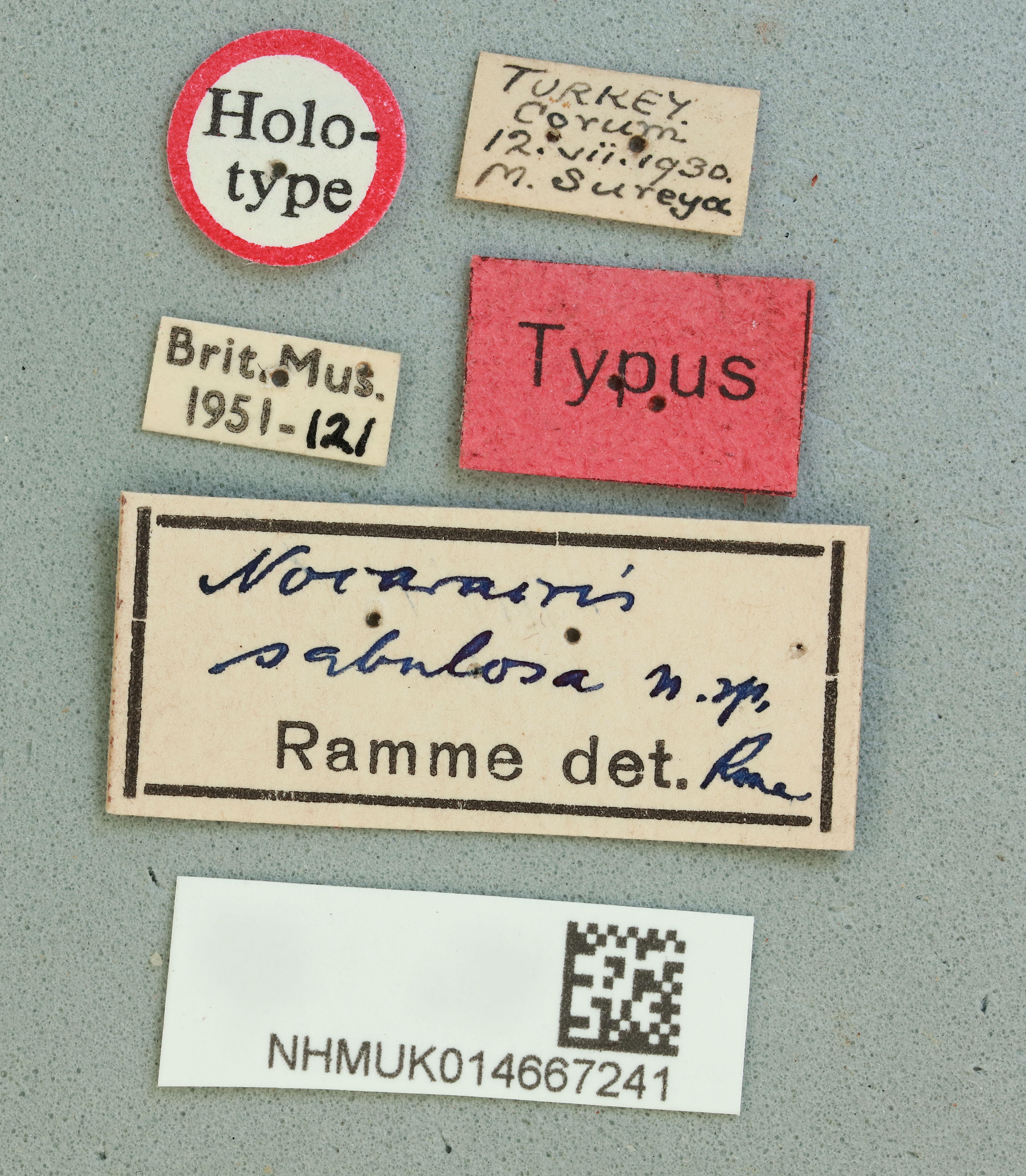 Nocaracris sp.: Nocaracris sabulosa Ramme, 1951: female, labels (holotype). (Otu).