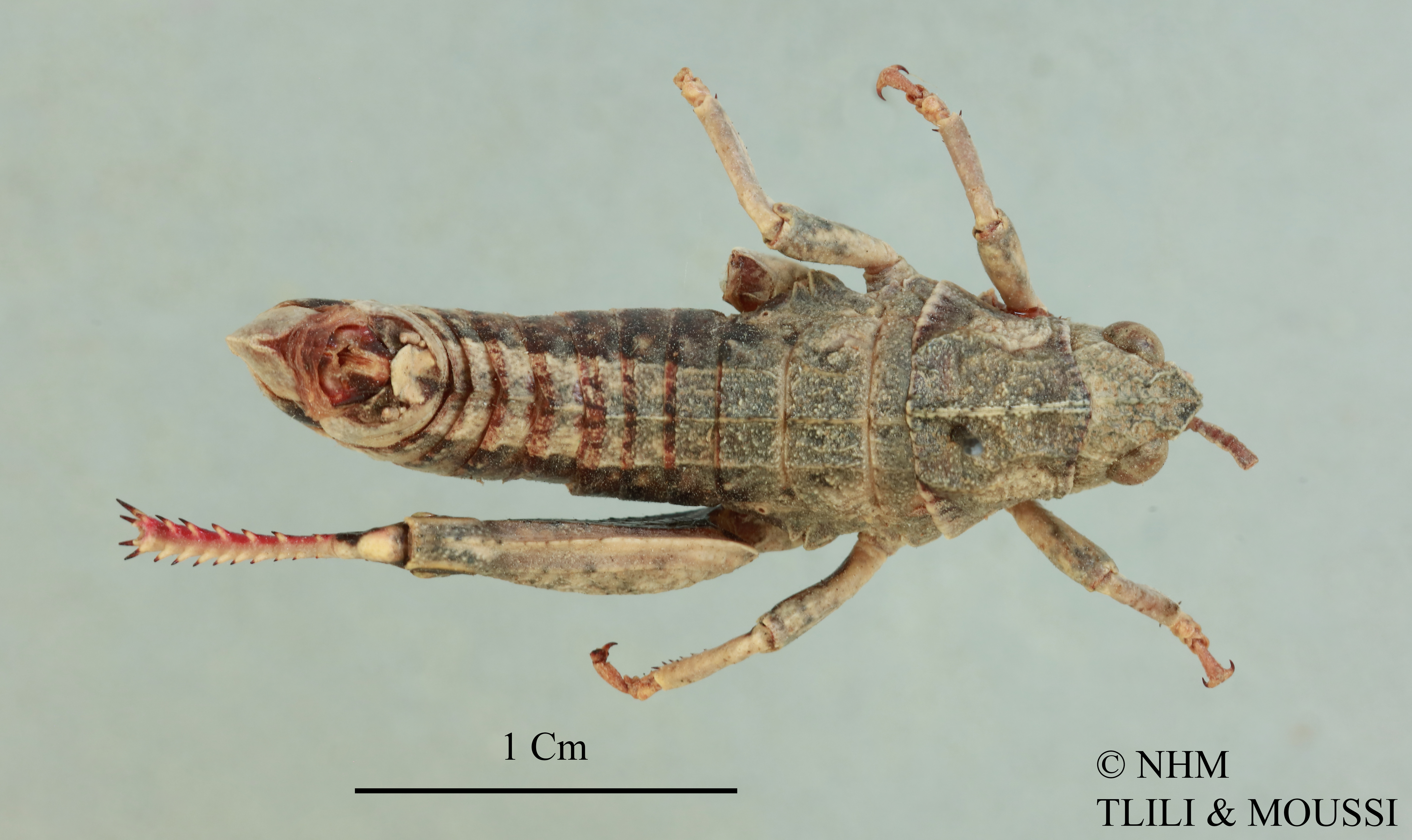 Nocarodes bodenheimeri idrisi: Nocaracris idrisi (Karabag, 1953): male, dorsal view (holotype). (Otu).
