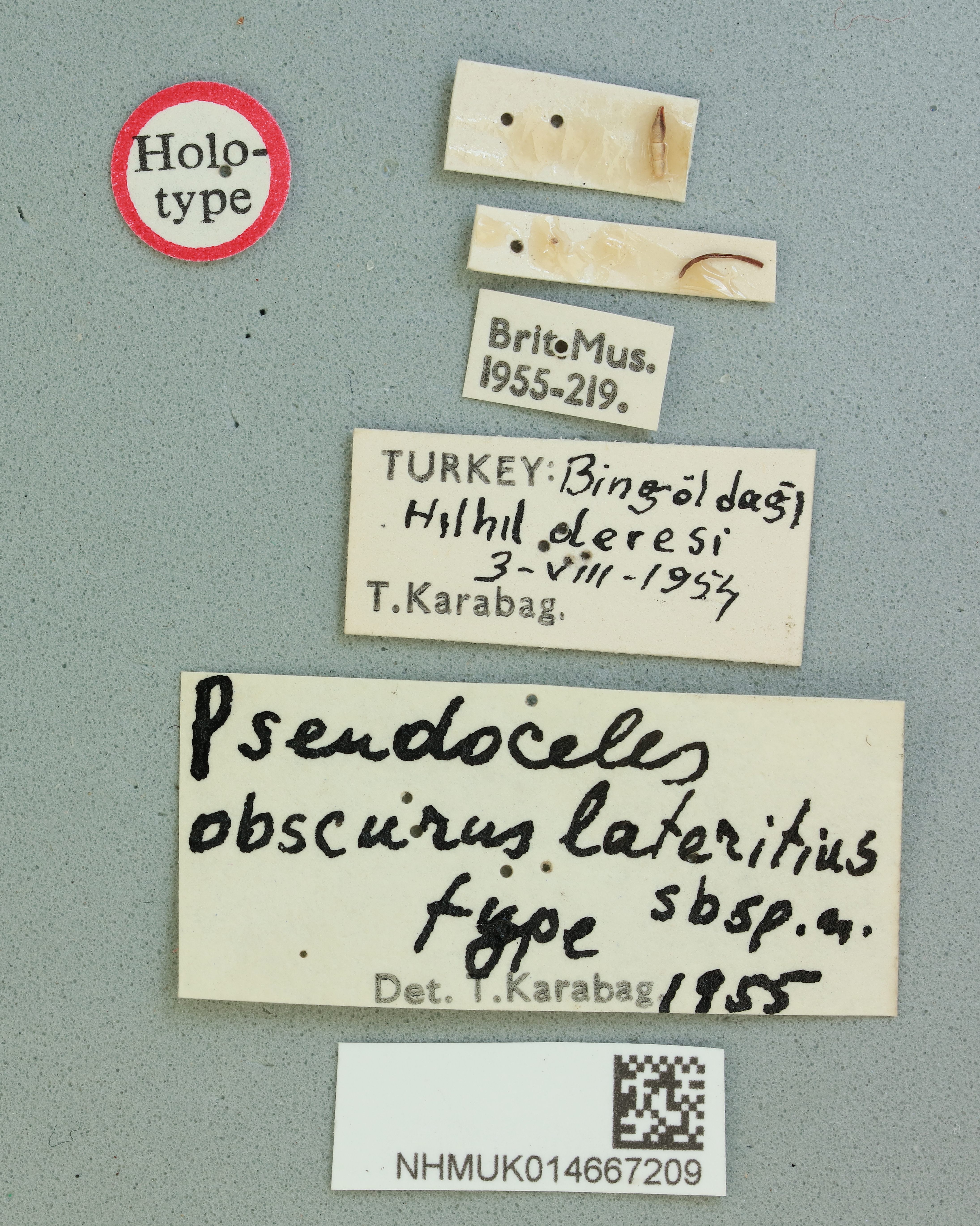 Pseudoceles obscurus lateritius Karabag, 1957: female, labels (holotype). (Otu).