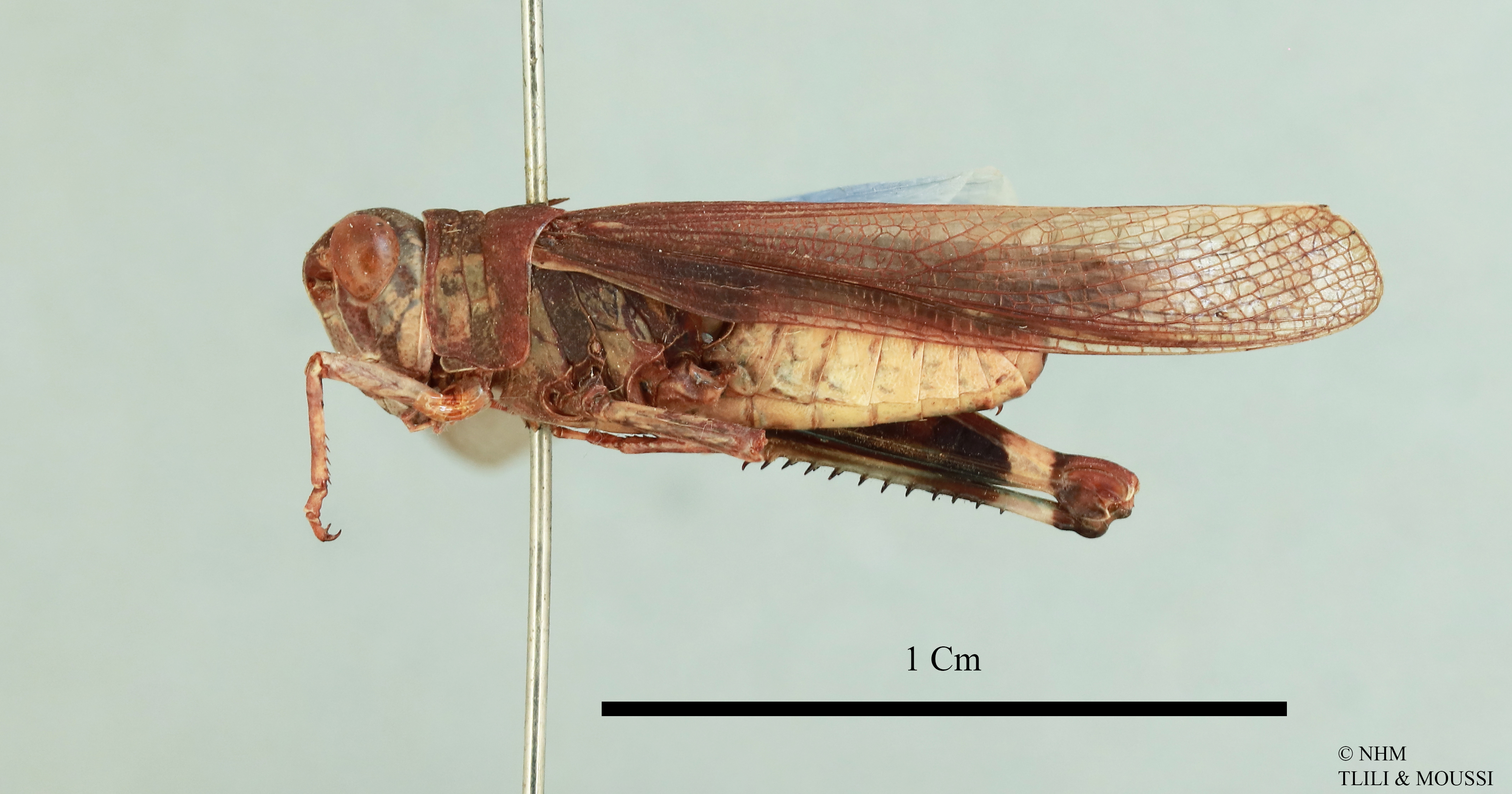 Pseudoceles ebneri Dirsh, 1949: male, lateral view (holotype). (Otu).