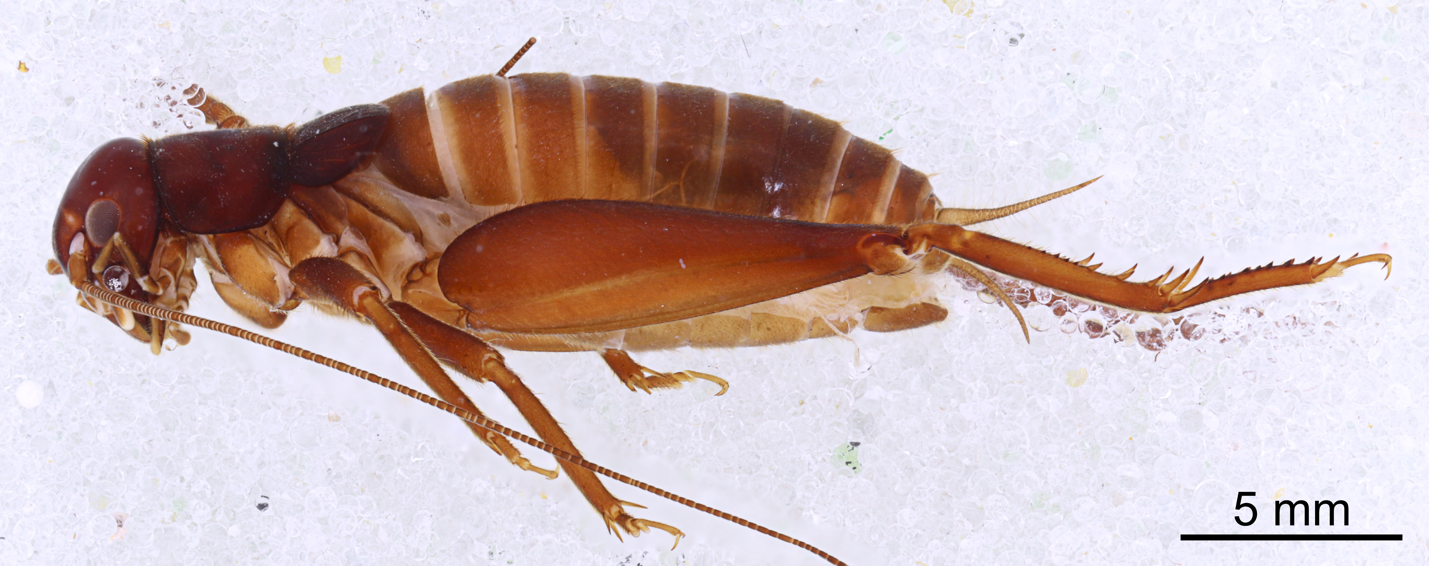 CollectionObject 1522889; 852b8348-6232-46d8-92a8-cc390c4e722d: Male, lateral view (holotype). (CollectionObject).