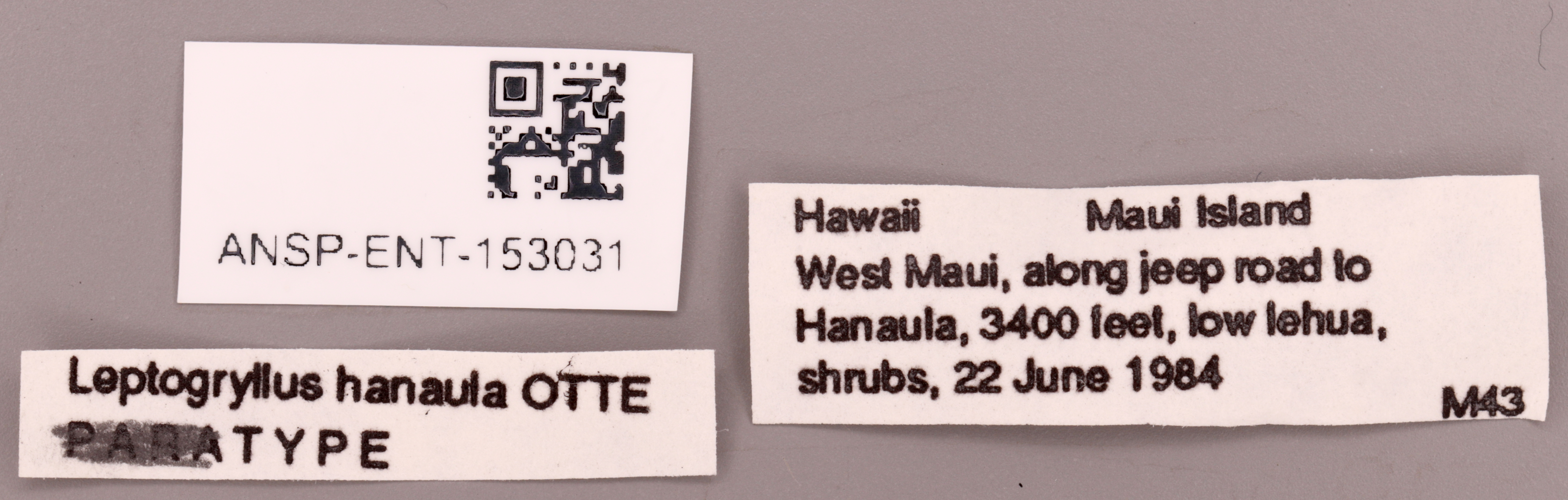 CollectionObject 1965713; 12e7dbb7-67e9-45f9-8daf-a43917a8f7e9: Female, labels (paratype). (CollectionObject).