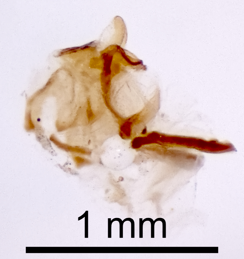 CollectionObject 1523029; 13b0d429-9e9e-452c-a5fb-a4014db9a8f6: Male genitalia, lateral view (holotype). (CollectionObject).