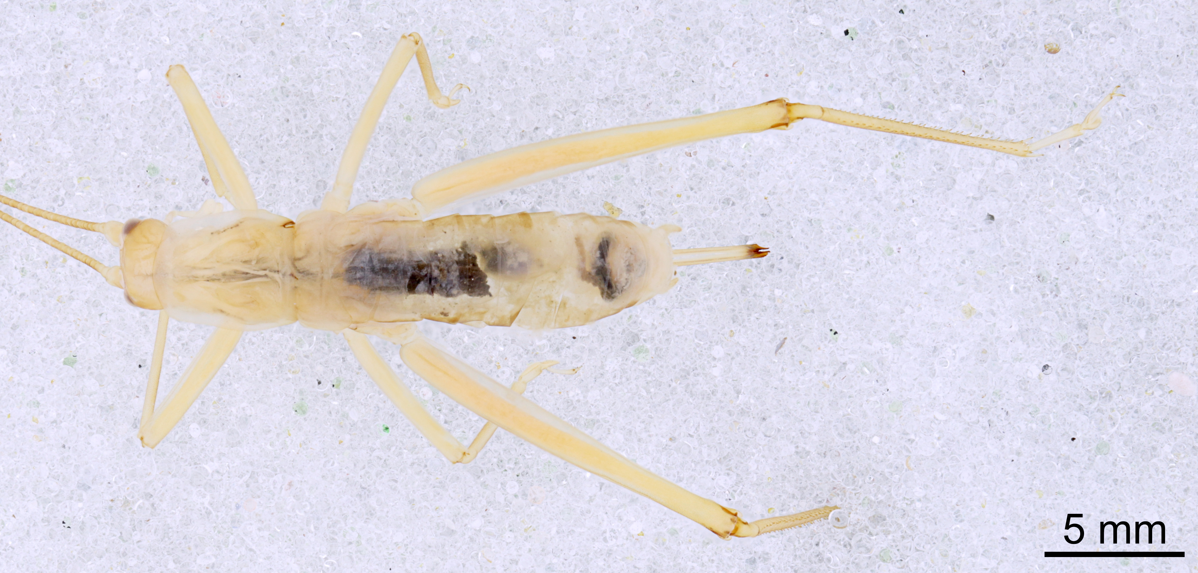 CollectionObject 1523031; 06900c27-43e9-4ac1-b8be-1255ab4f8d3c: Female, dorsal view (holotype). (CollectionObject).