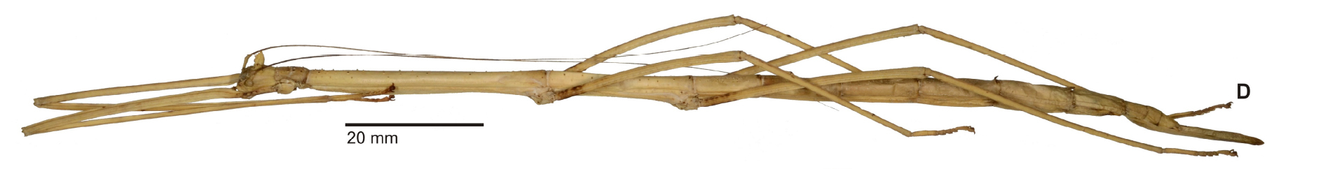 CollectionObject 1966126; 91fac780-3730-447c-95dc-7c0456896bdc: copyright Hennemann & Conle. female (paratype). (CollectionObject).