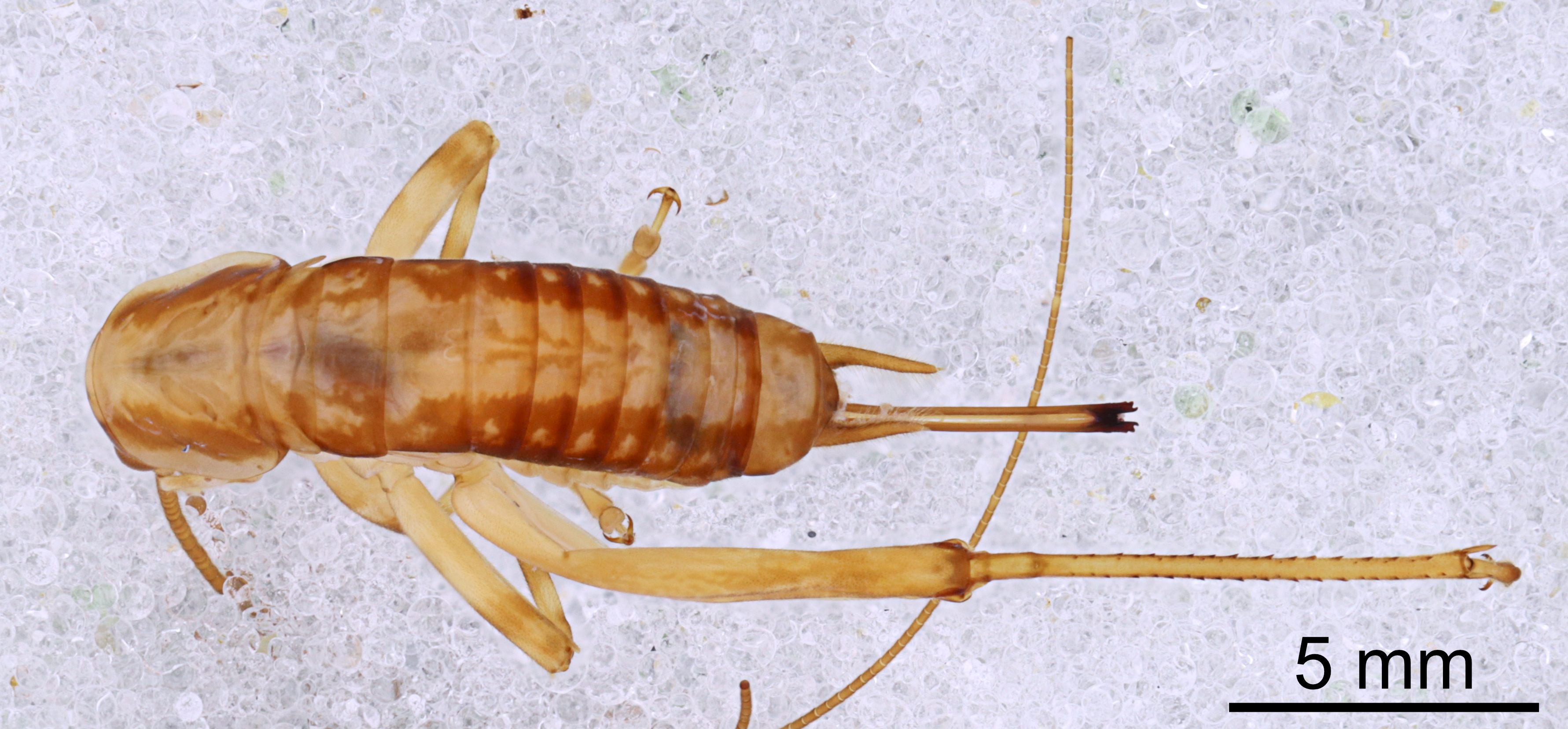CollectionObject 1523037; 7644d10f-c65a-43a1-85a2-1b0a0703e0b1: Female, dorsal view (holotype). (CollectionObject).