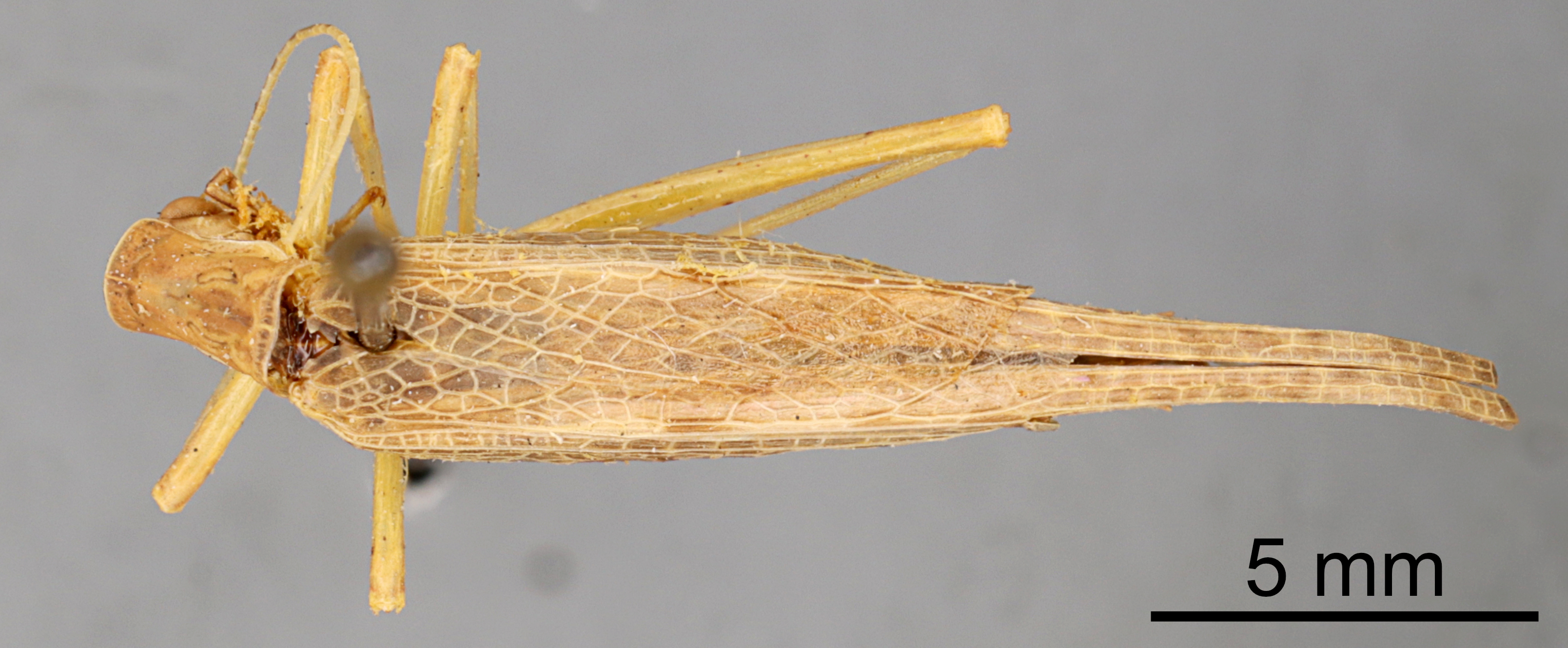 CollectionObject 1522999; 554b17a3-12d0-42d3-beef-2ea82be64db9: Female, dorsal view (lectotype). (CollectionObject).