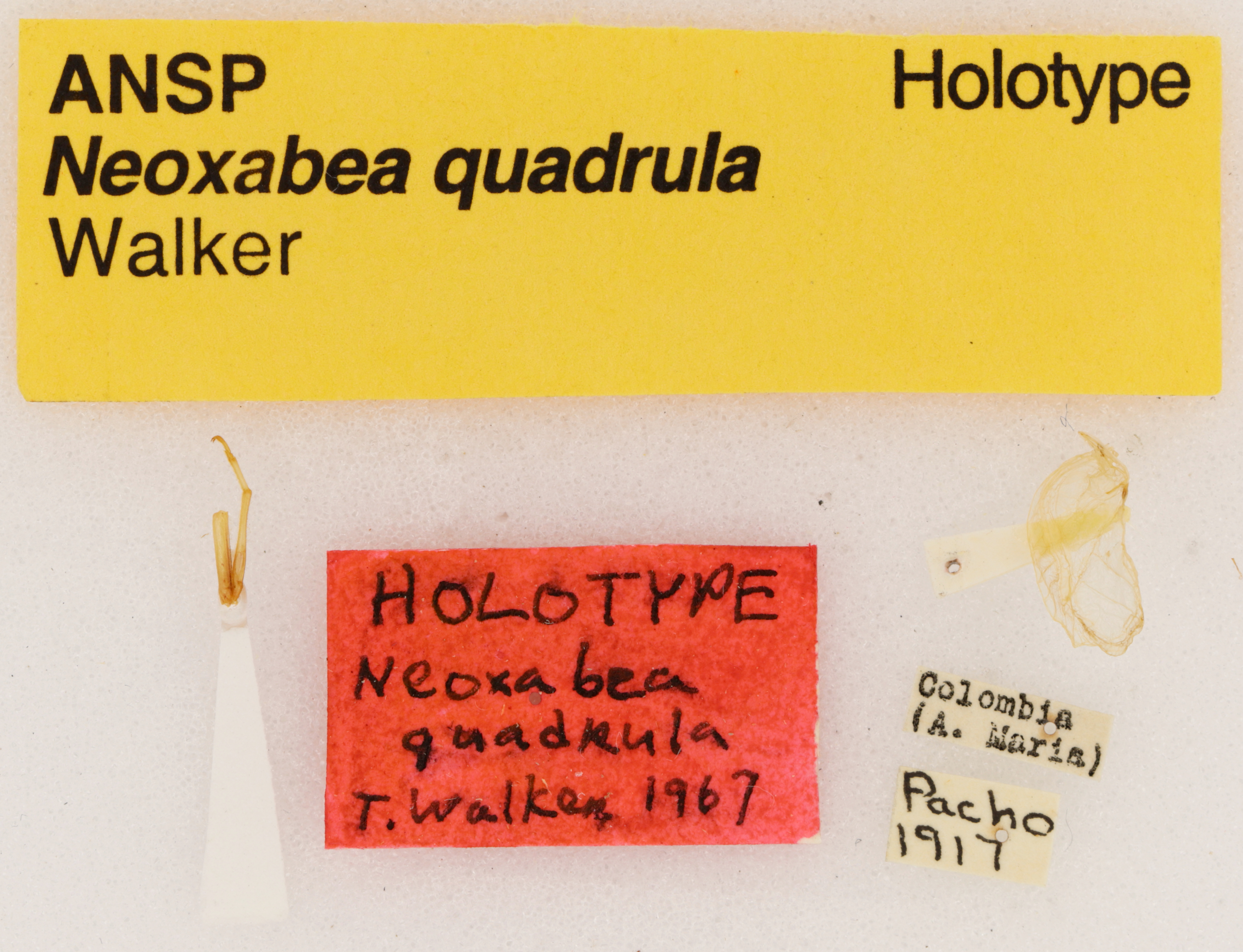 CollectionObject 1476862; 3c4e7944-0138-4955-9a55-d491cde423c7: Male, labels view (holotype). (CollectionObject).