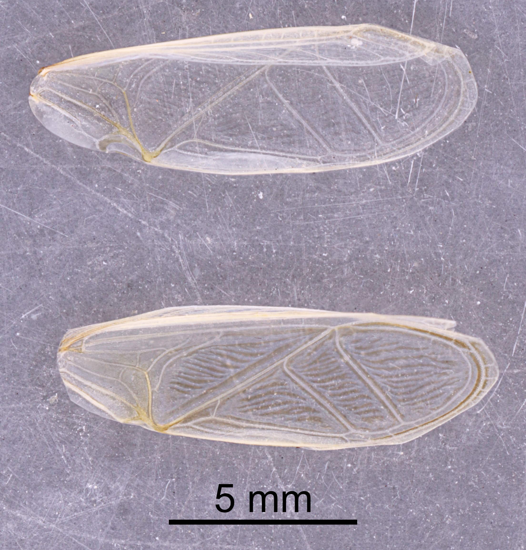 CollectionObject 1523076; b1fe7018-d57b-4ff4-9ea9-4331124a8d58: Male, forewings (holotype). (CollectionObject).