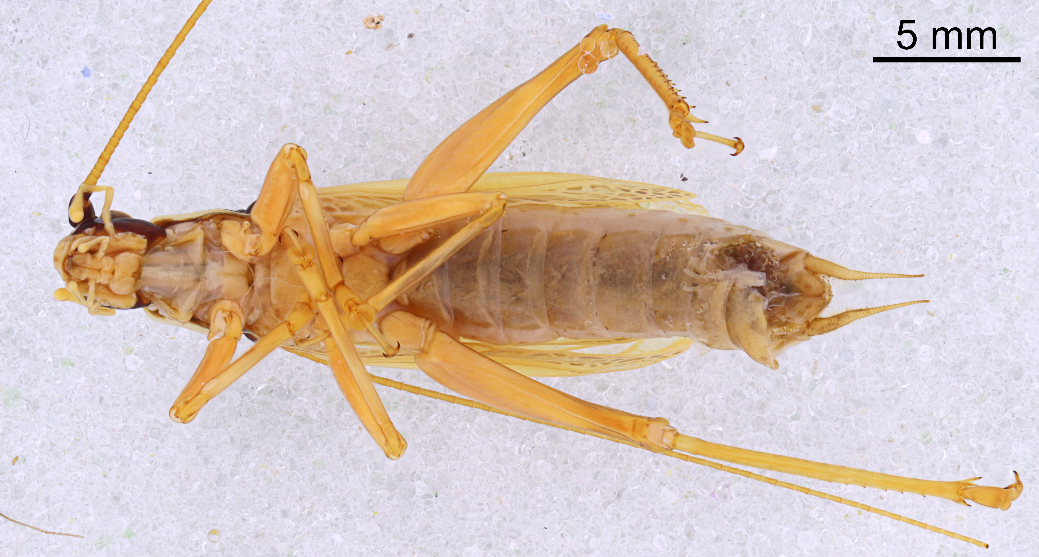 CollectionObject 1522939; 51d6f0af-0720-45dd-8e9e-0e4ba9bd3446: Male, ventral view (holotype). (CollectionObject).