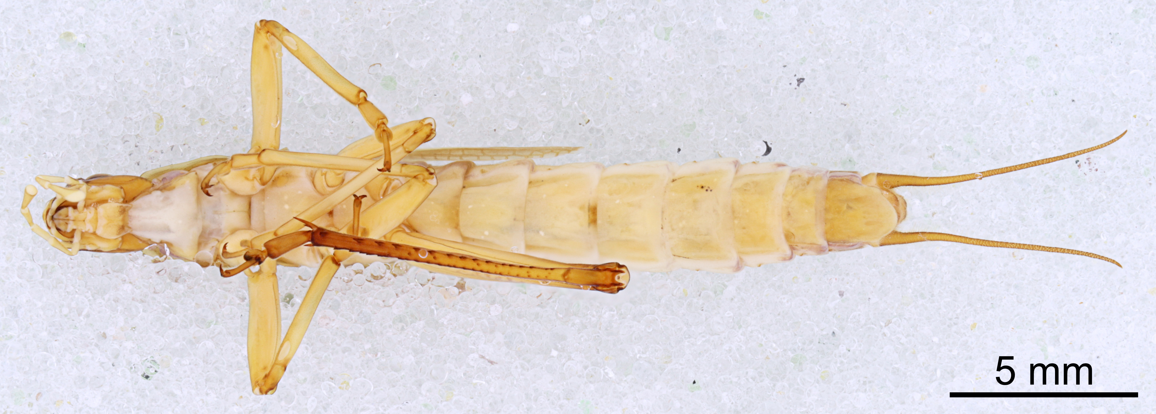 CollectionObject 1522944; dc123060-ffd4-4450-9189-82d383681df8: Male, ventral view (holotype). (CollectionObject).