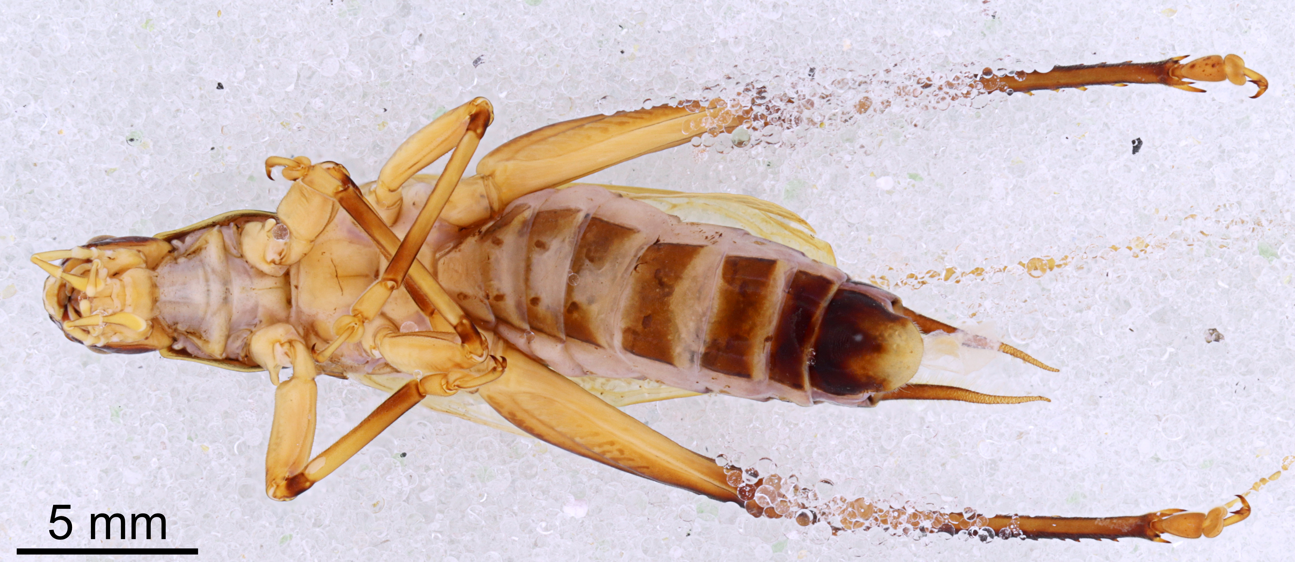 CollectionObject 1522945; 26c17560-5017-4cac-b16f-9691f937e5b7: Male, ventral view (holtoype). (CollectionObject).