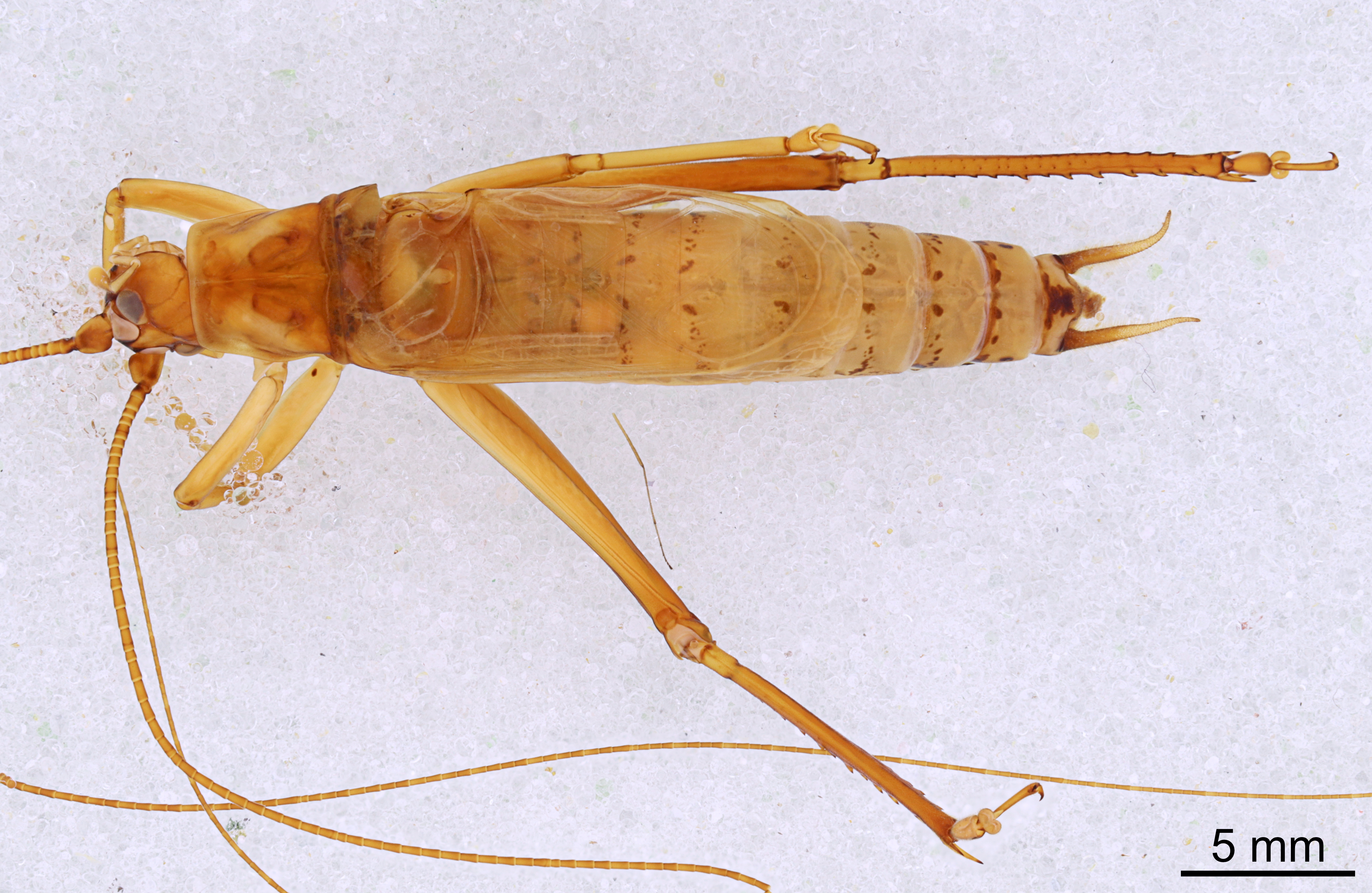 CollectionObject 1522952; 22386cf5-eb16-430f-9718-cbac4625f424: Male, dorsal view (holotype). (CollectionObject).