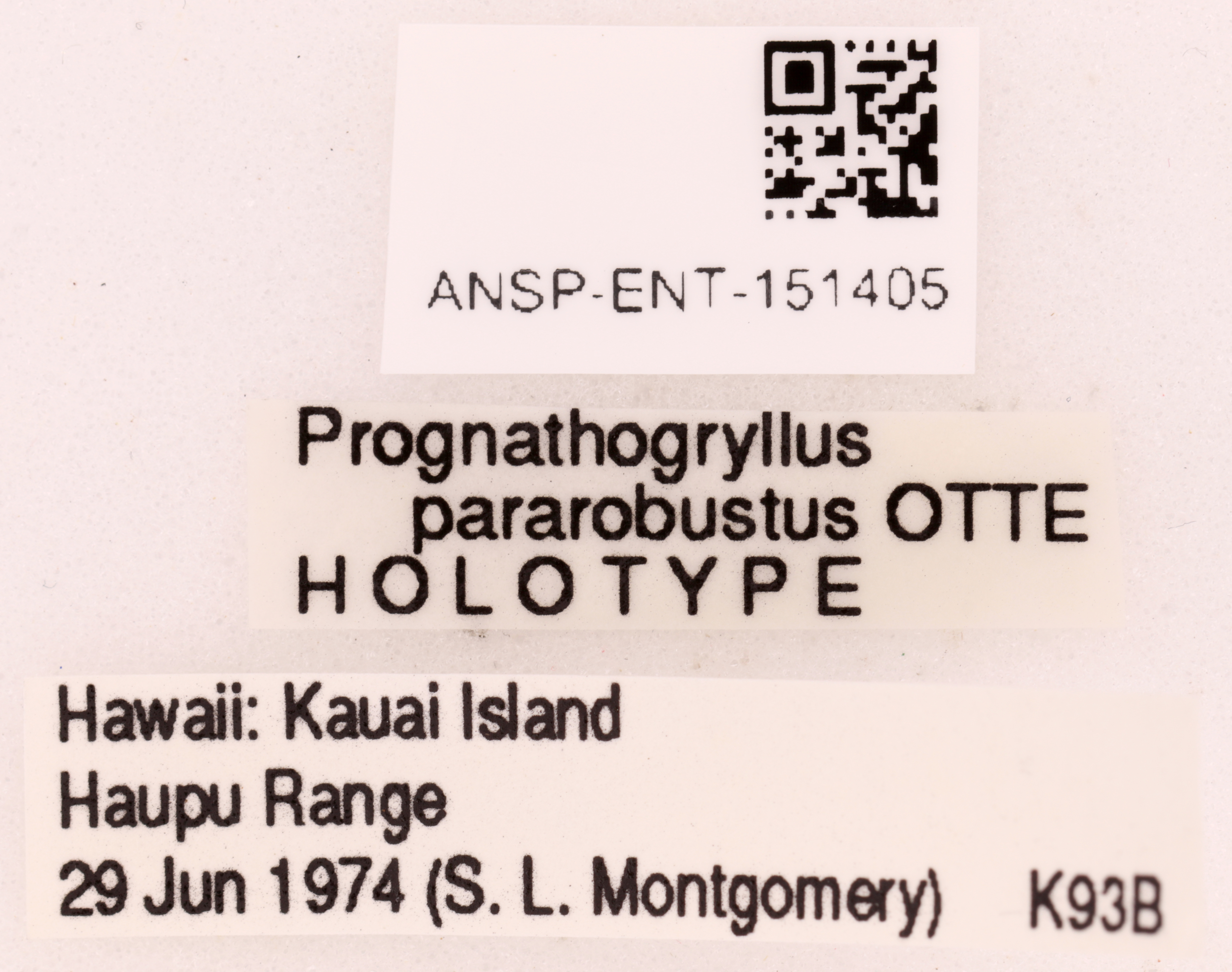 CollectionObject 1522977; 6989f77d-f438-423e-bd35-ab21e60e8eef: Female, labels (holotype). (CollectionObject).