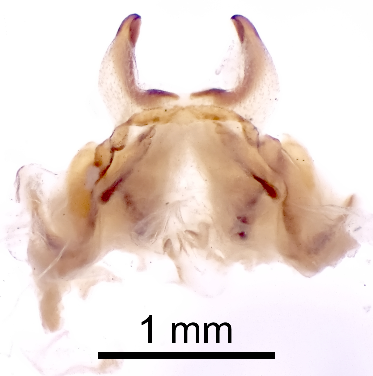 CollectionObject 1522981; e3a6dd88-865c-41ba-a491-e9937ffa99f7: Male, view (holotype). (CollectionObject).