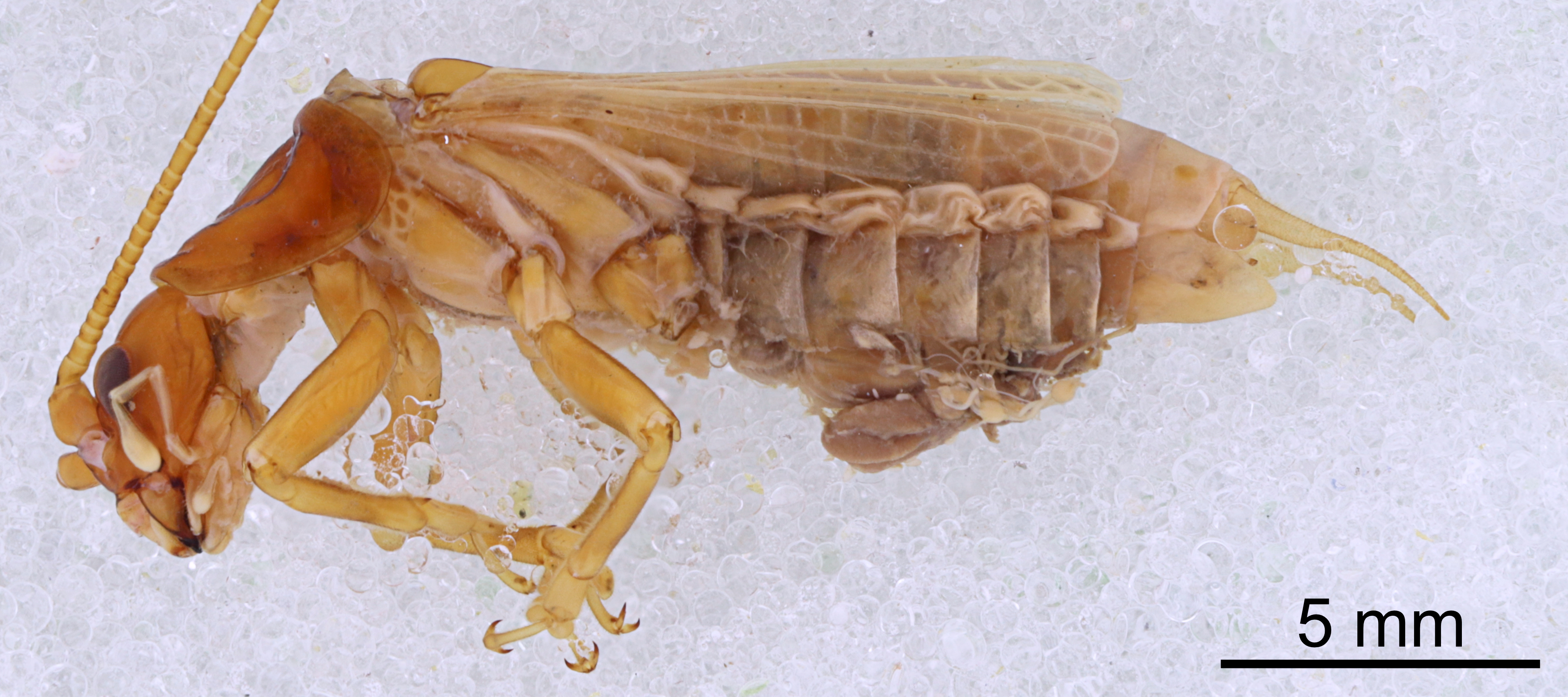 CollectionObject 1522989; fb52107c-e234-43ac-8c0e-9be6e4d23fcb: Male, lateral view (holotype). (CollectionObject).